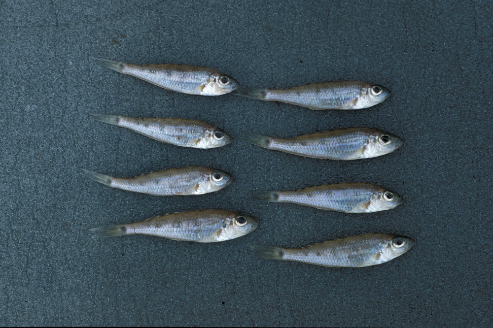 Tanganyika sand cichlid (Lestradea perspicax) — Cichlidae
