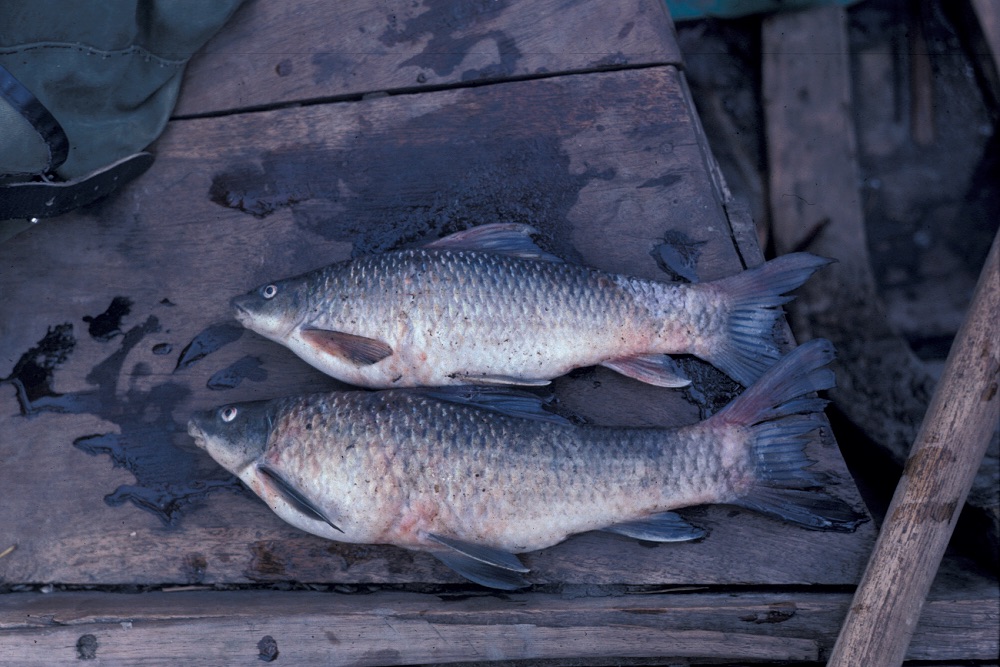 Fuelleborn's labeo (Labeo fuelleborni) — Cyprinidae