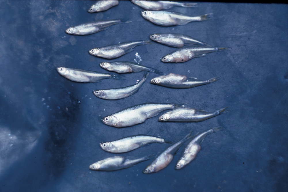 Lake Rukwa sardine (Chelaethiops rukwaensis) — Cyprinidae