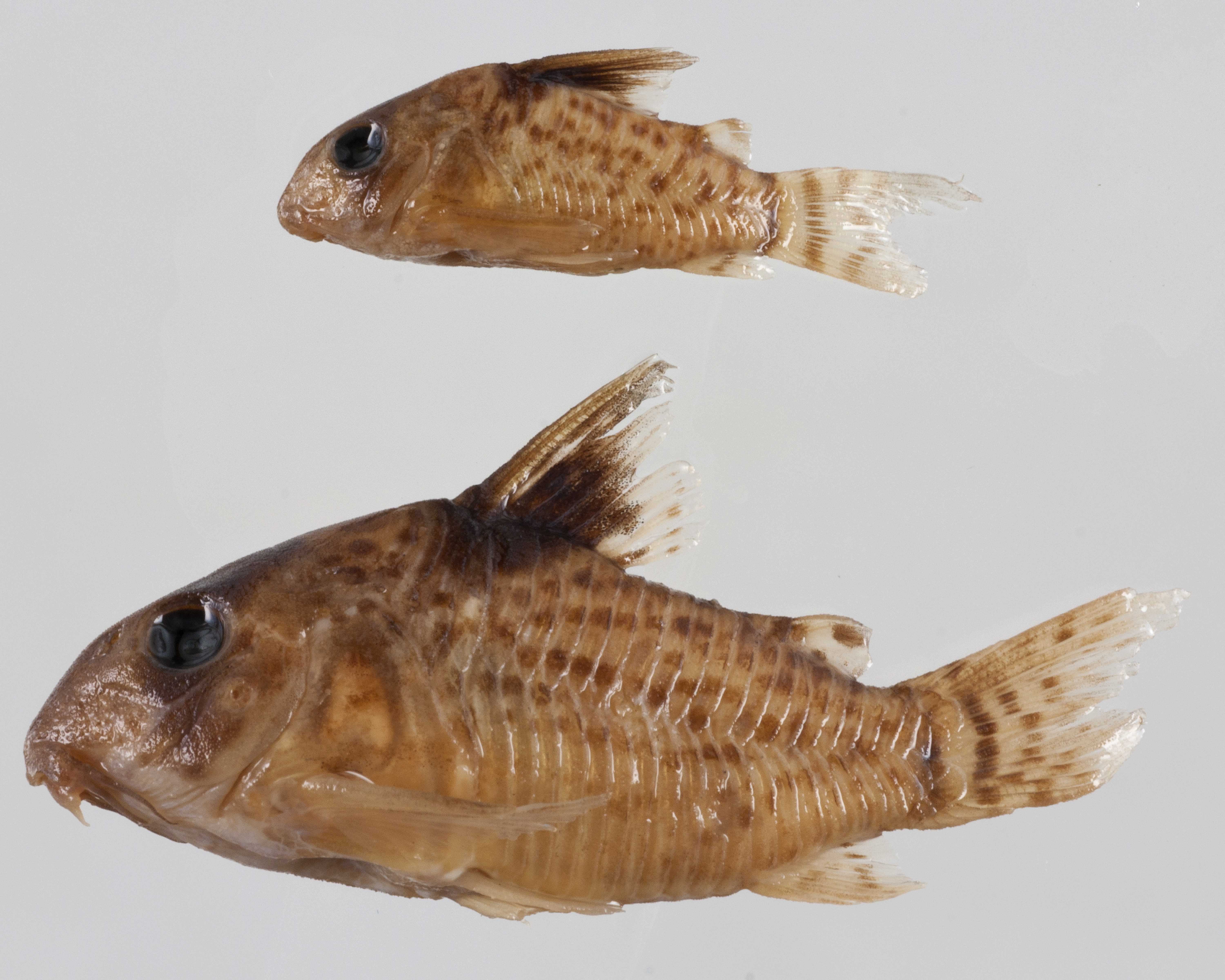 False spotted catfish (Corydoras leucomelas) — Callichthyidae