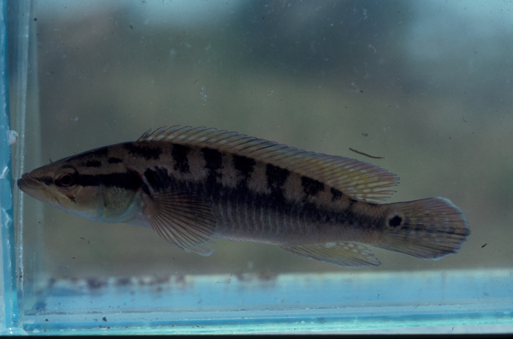 Pike cichlid (Crenicichla lepidota) — Cichlidae