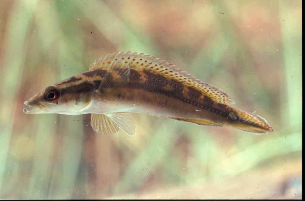 Crenicichla hemera