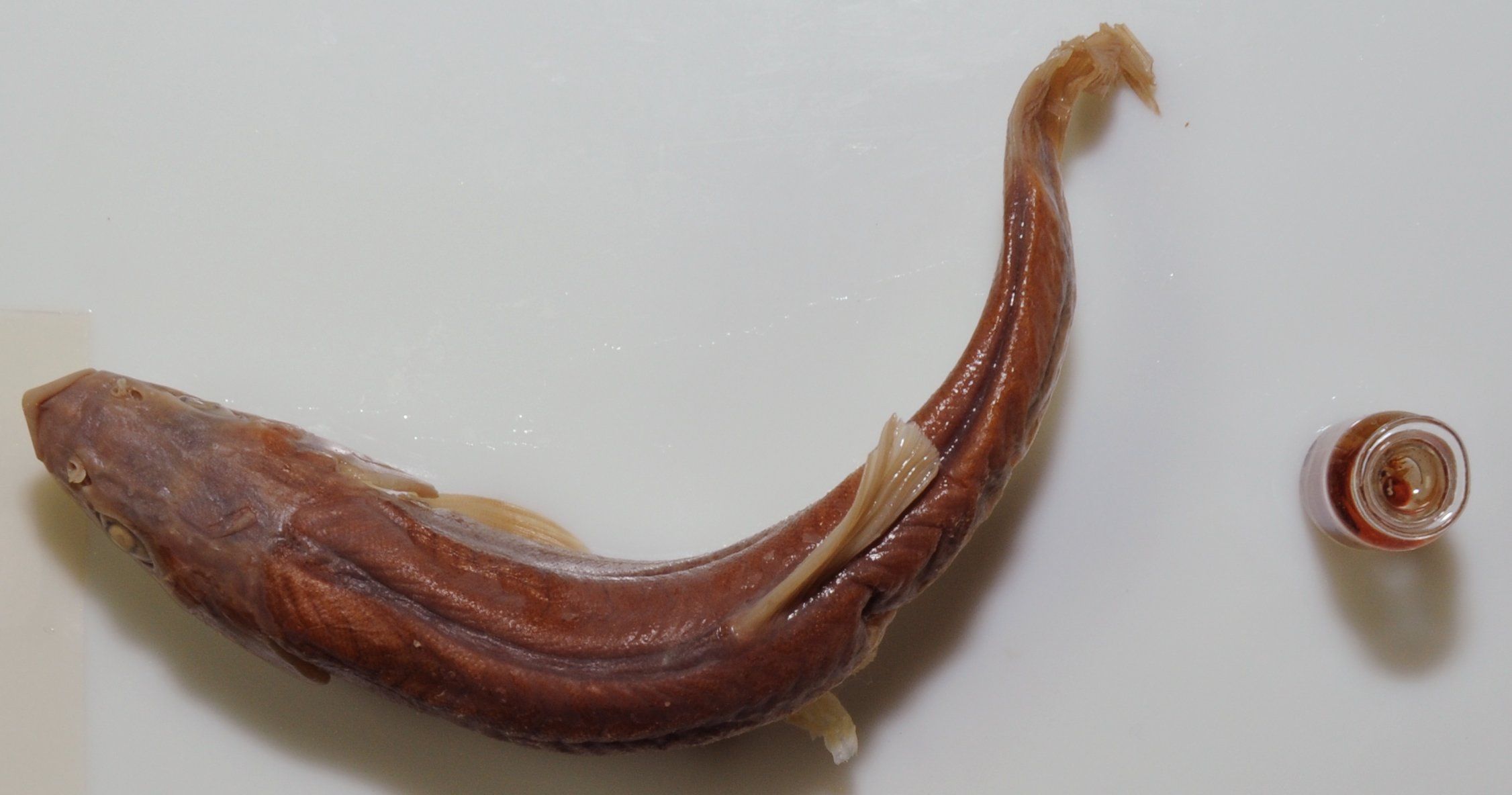 Phoxinus oxyrhynchus thumbnail