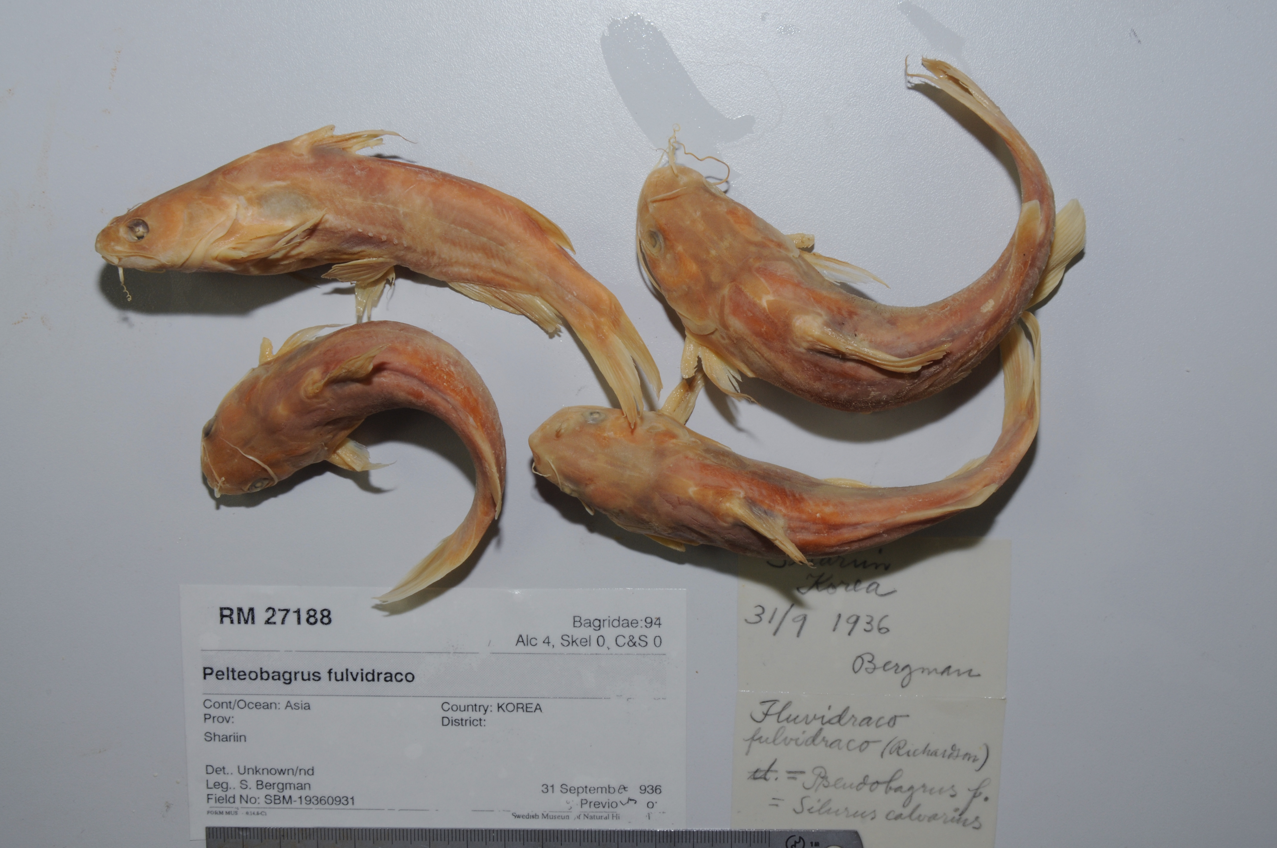 Banded catfish (Tachysurus fulvidraco) — Bagridae