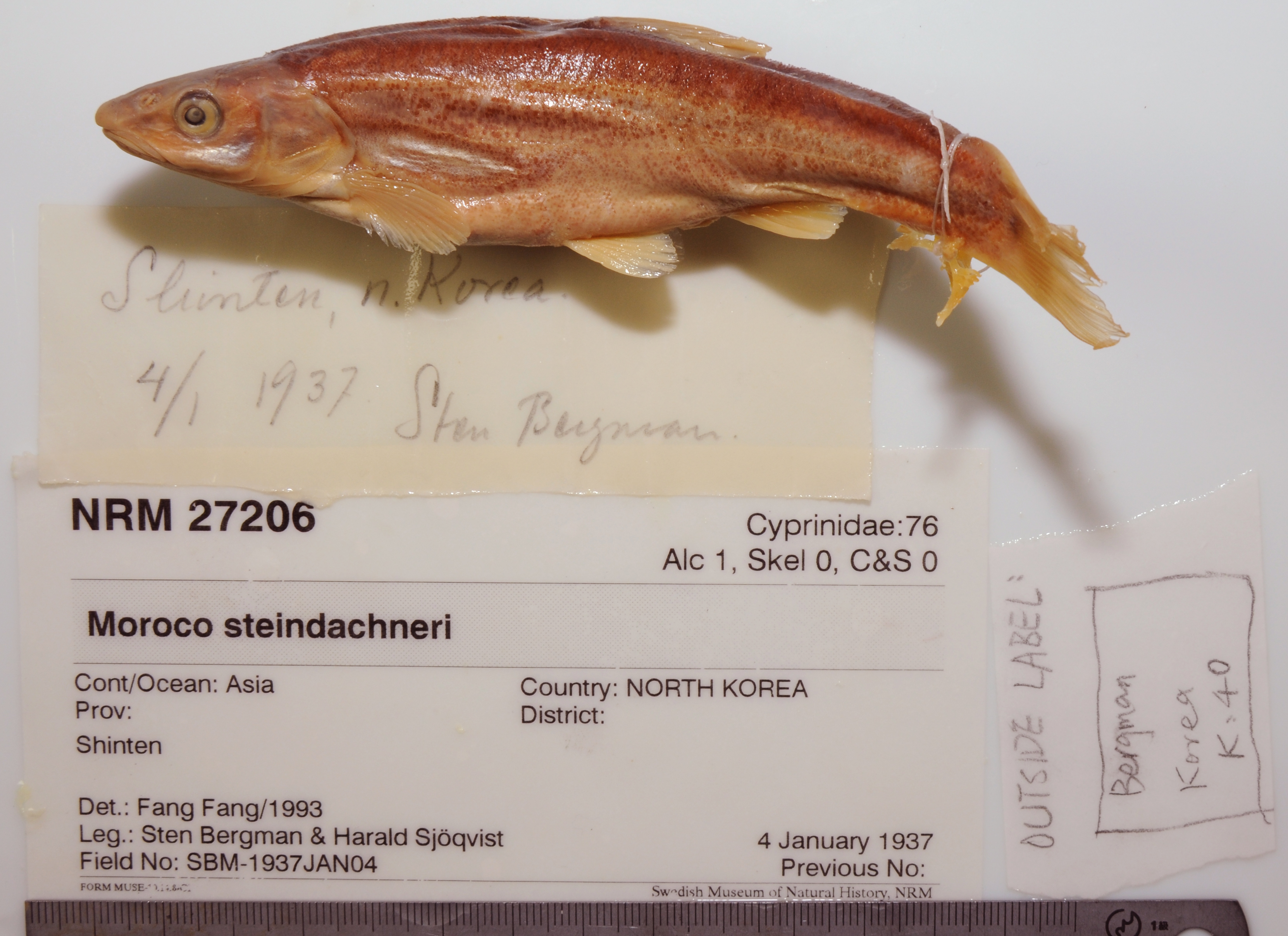 Steindachner's minnow (Phoxinus steindachneri) — Cyprinidae