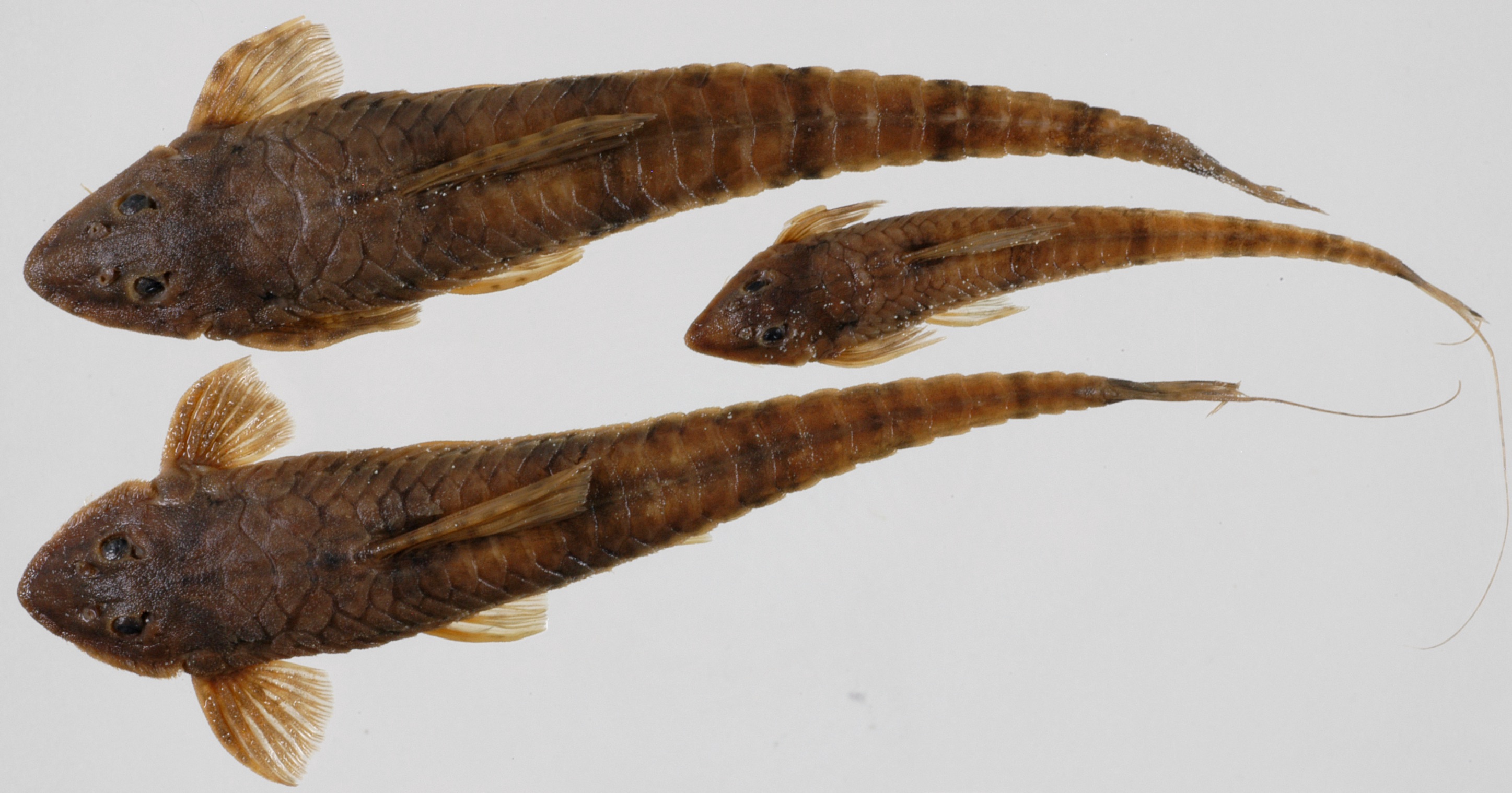 Whiptail catfish (Rineloricaria phoxocephala) — Loricariidae