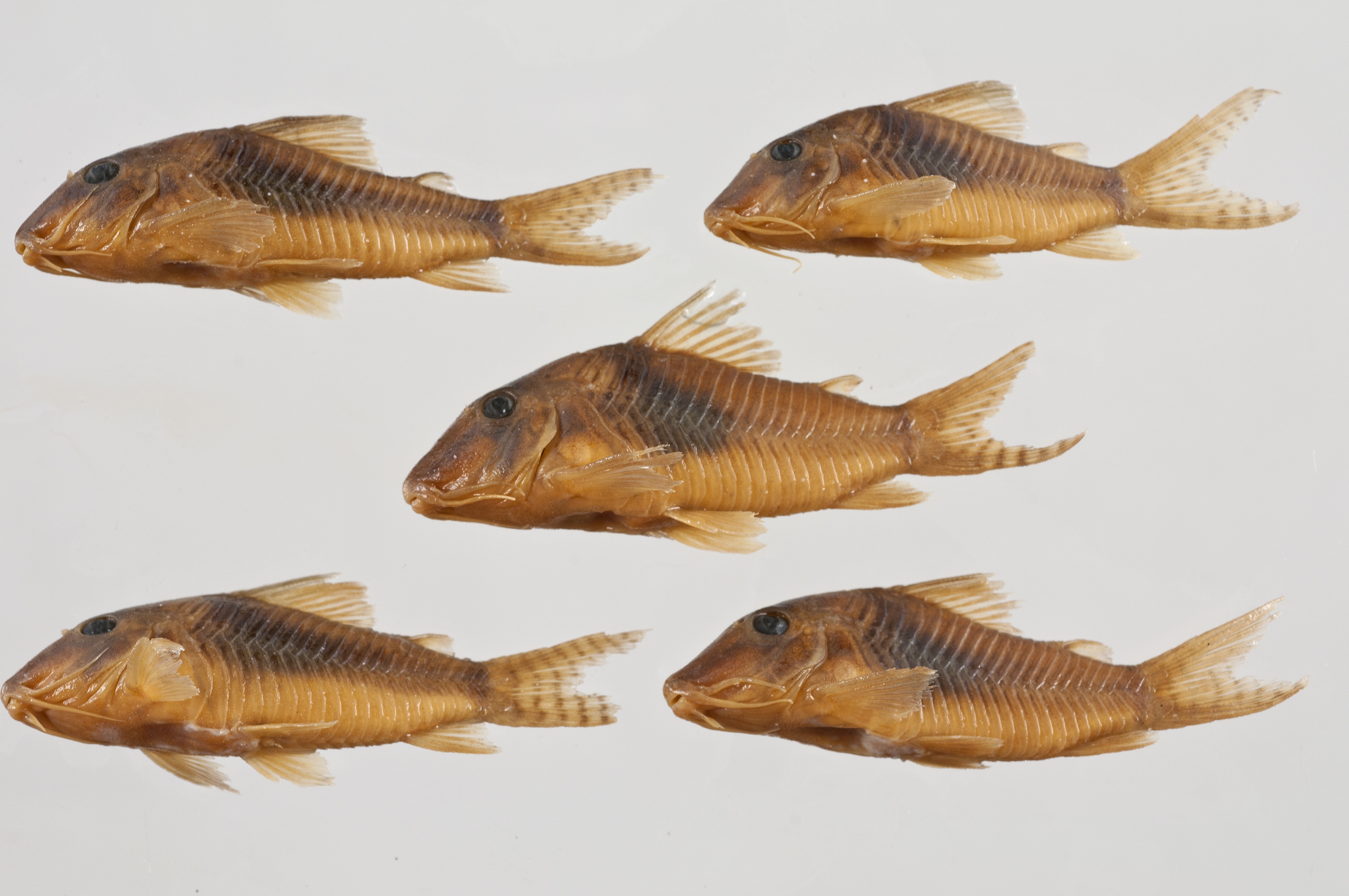 Corydoras simulatus thumbnail