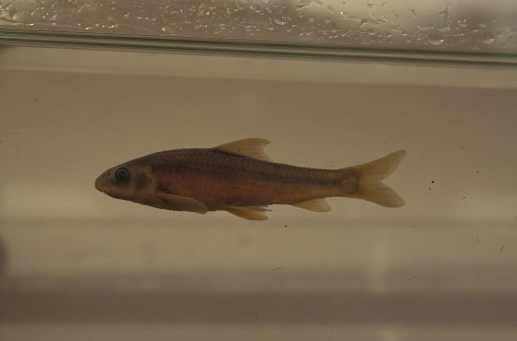 Crossocheilus diplochilus thumbnail