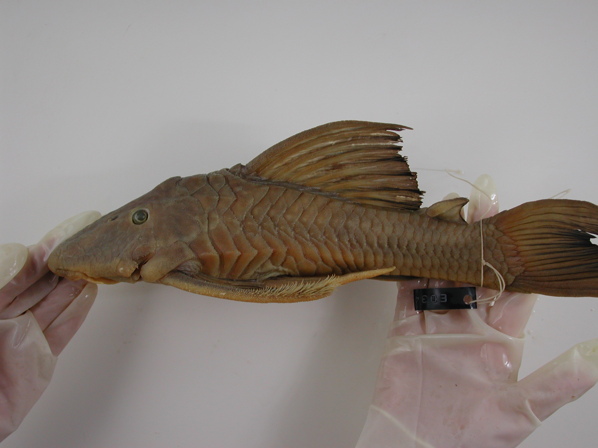 Hypostomus ternetzi thumbnail