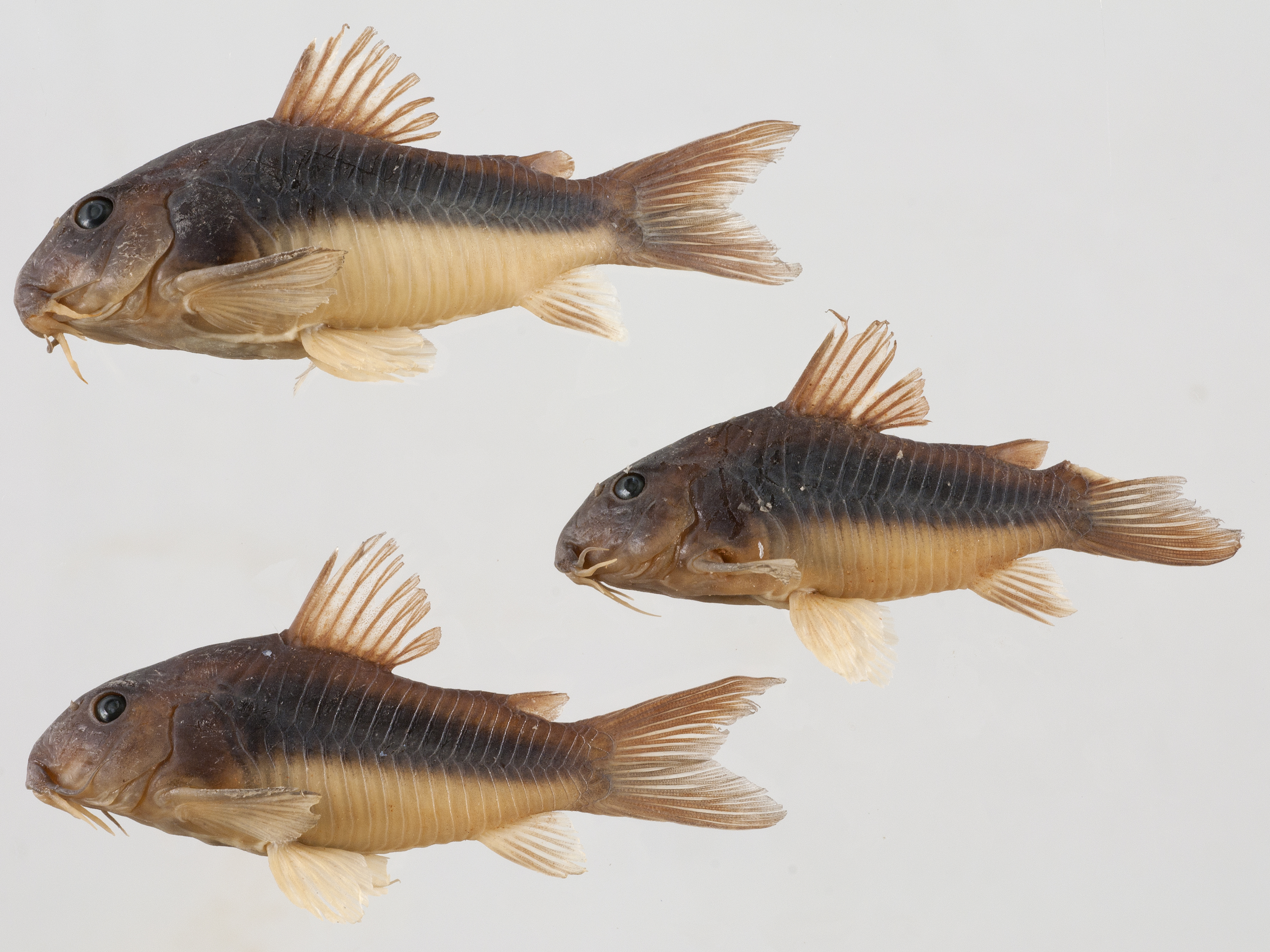 Bronze catfish (Corydoras aeneus) — Callichthyidae