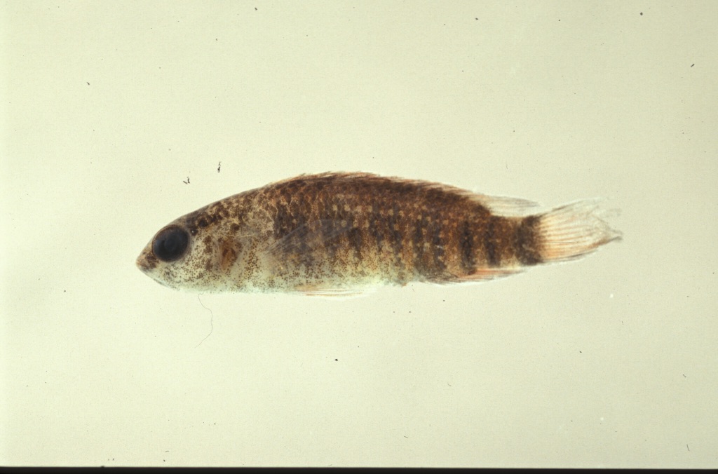 Badis kyar