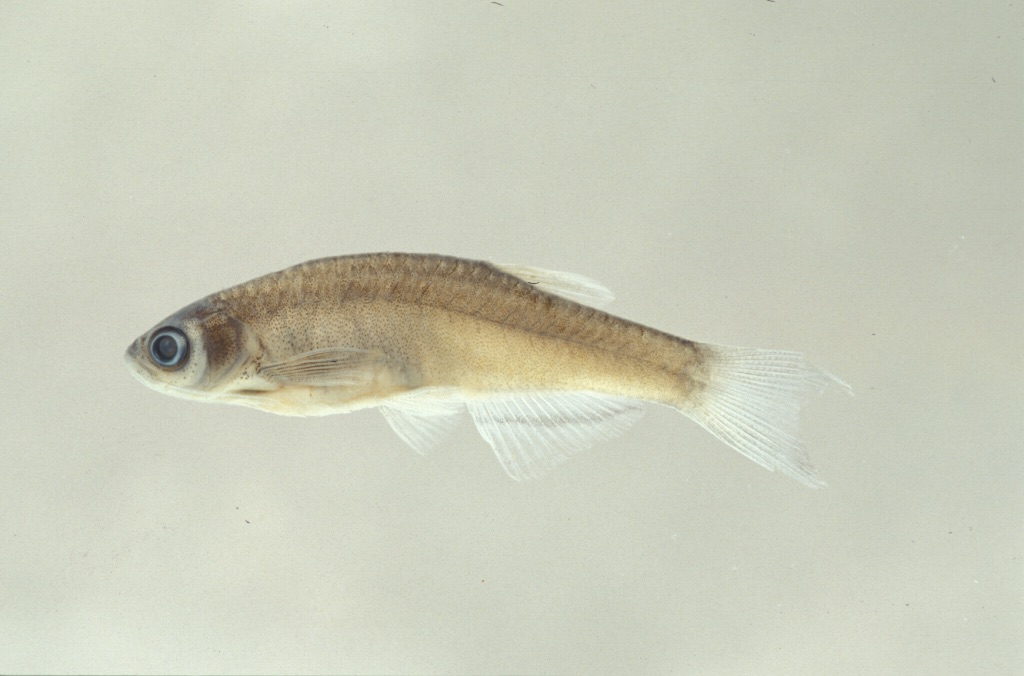 Danio roseus
