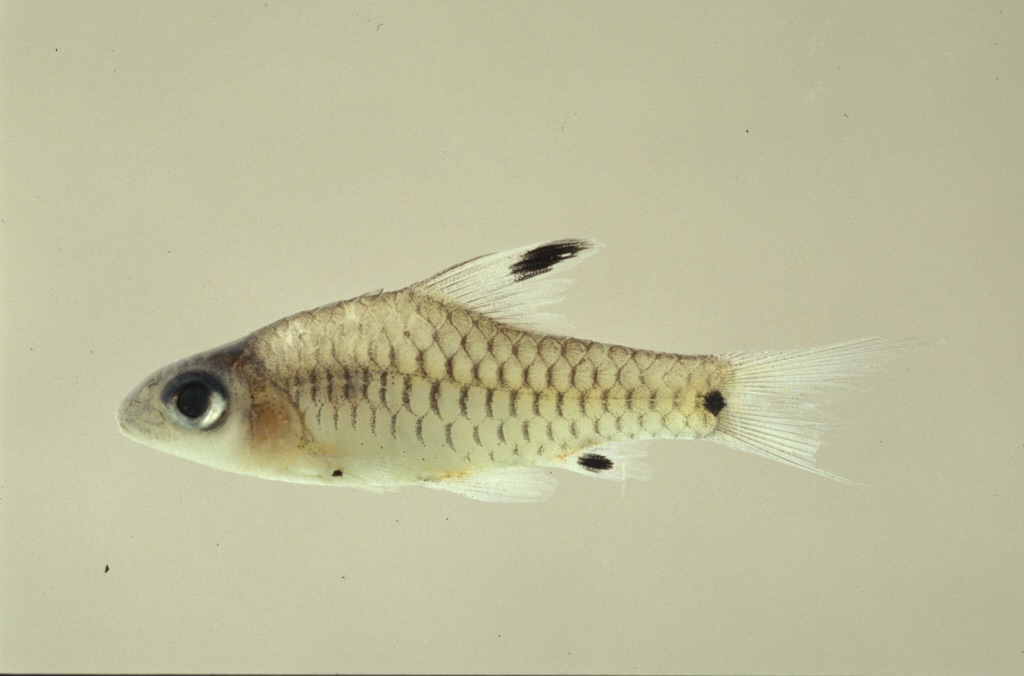 Oreichthys thumbnail