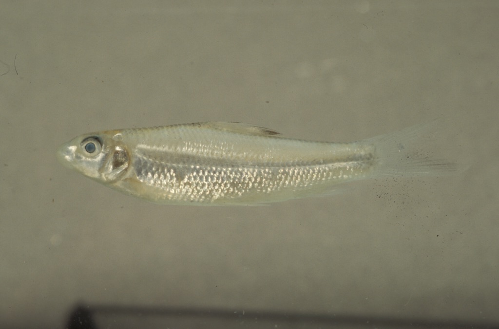 Chagunius nicholsi thumbnail