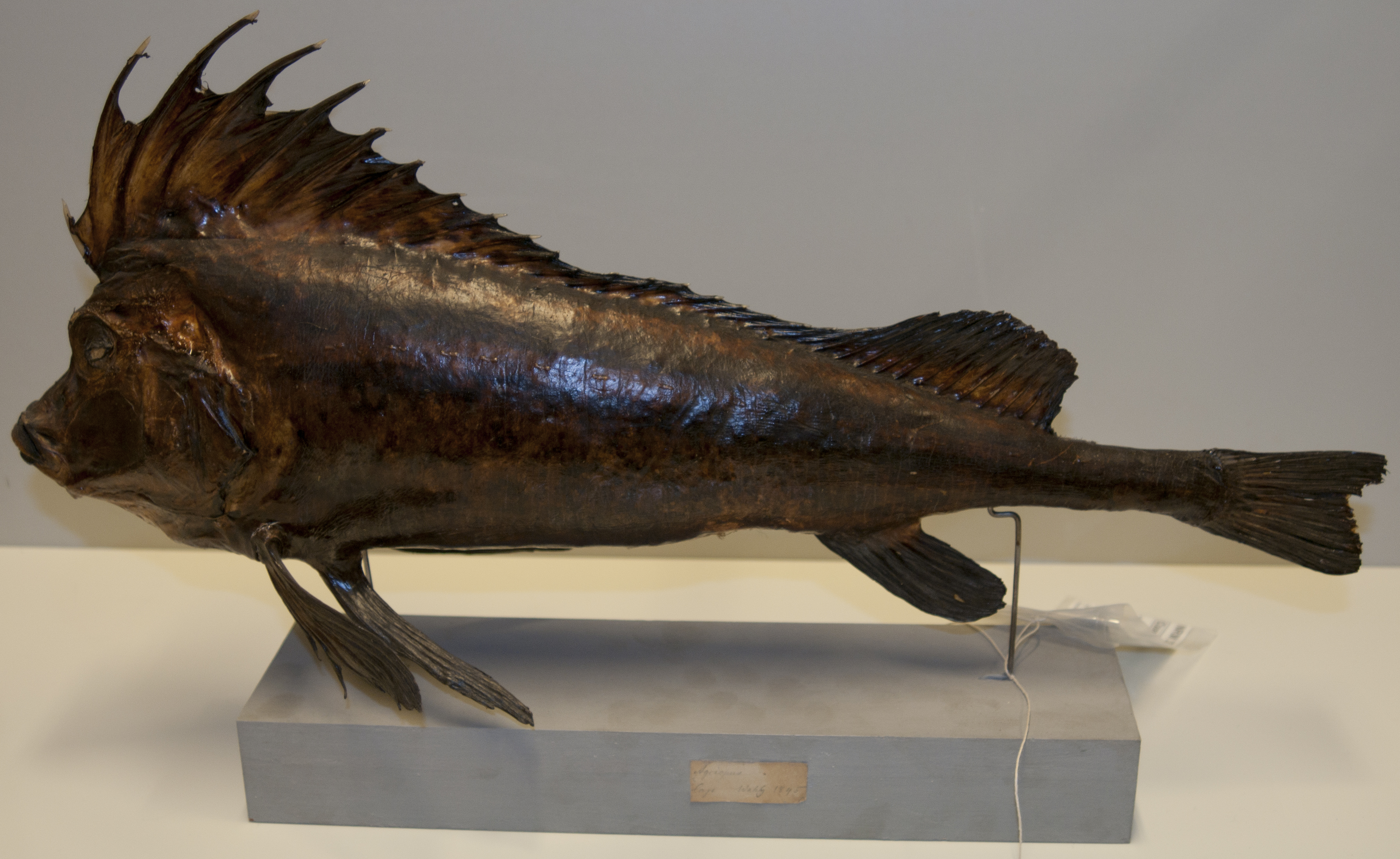 Congiopodus torvus thumbnail