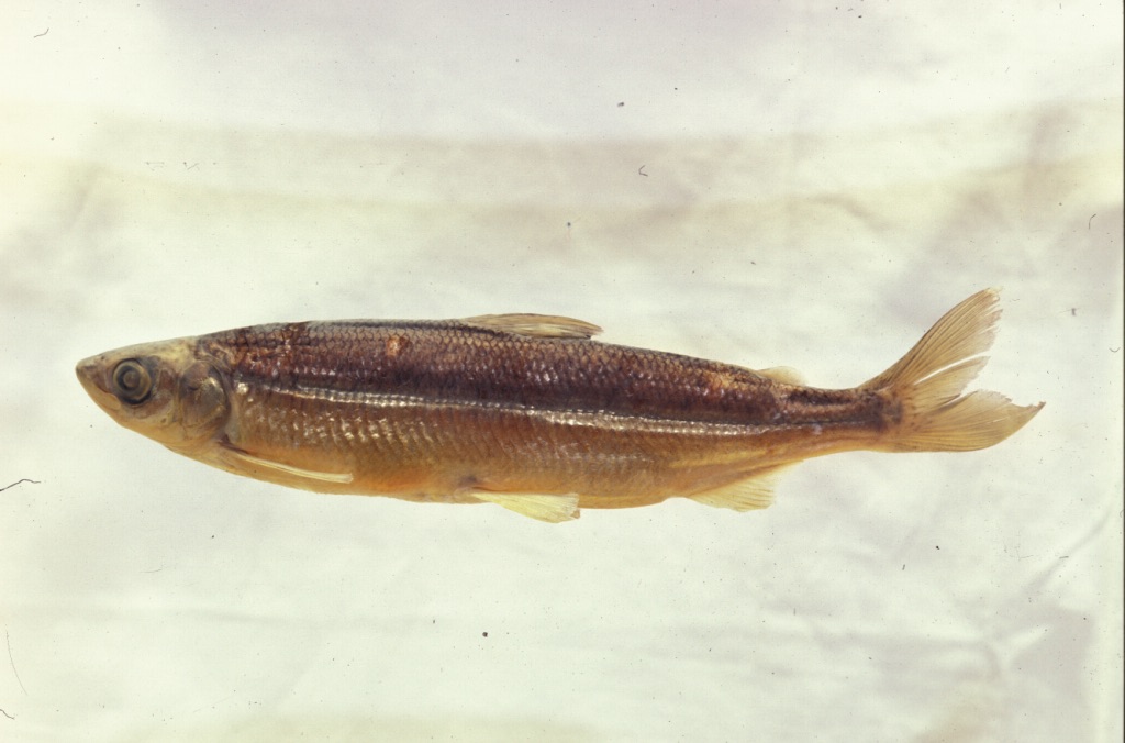 Coregonus trybomi