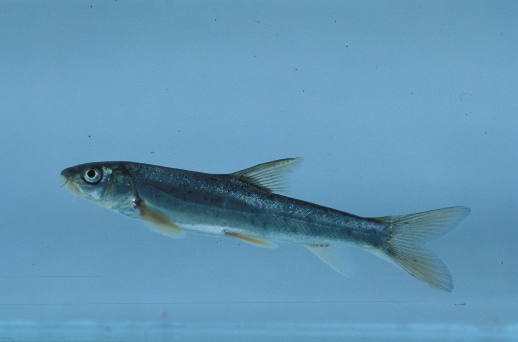 Schizothorax richardsonii thumbnail