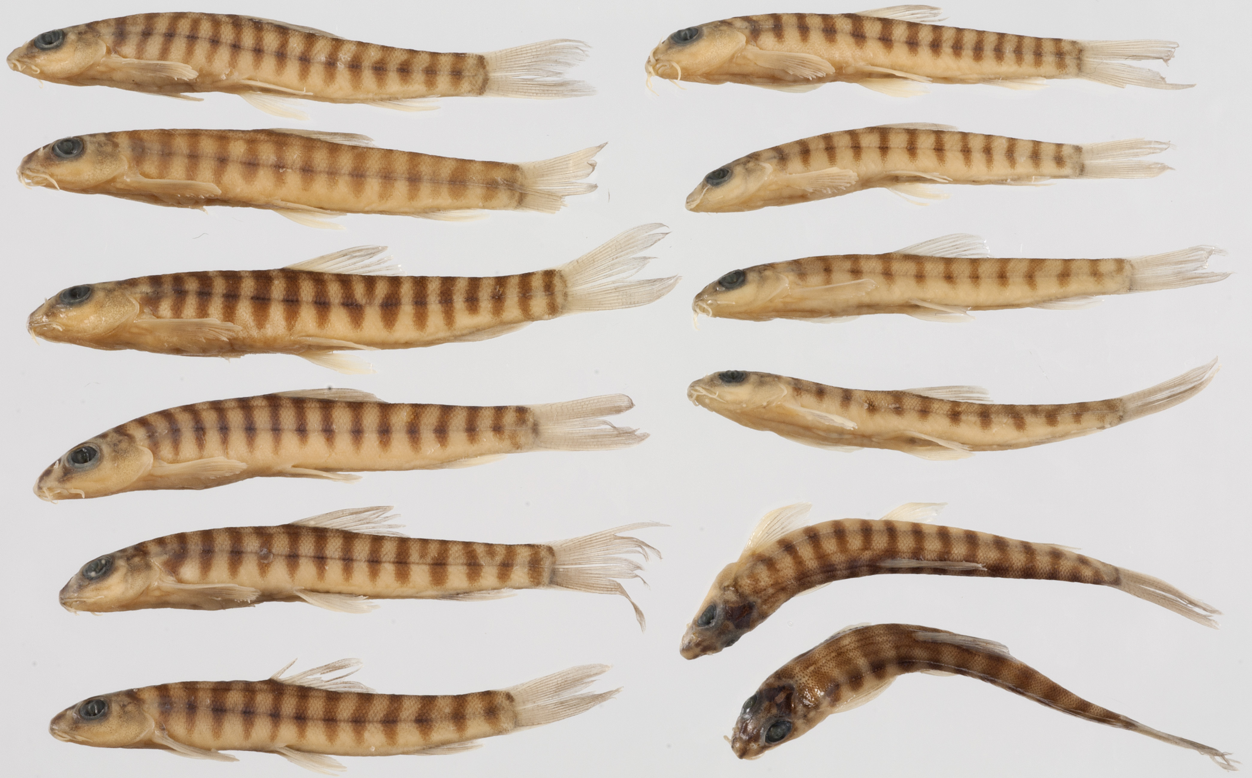 Schistura scaturigina thumbnail