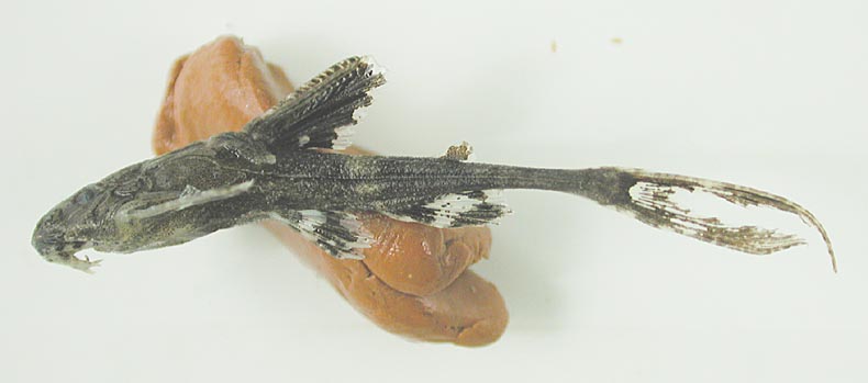 Conta pectinata