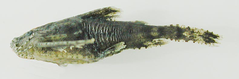 Hara jerdoni