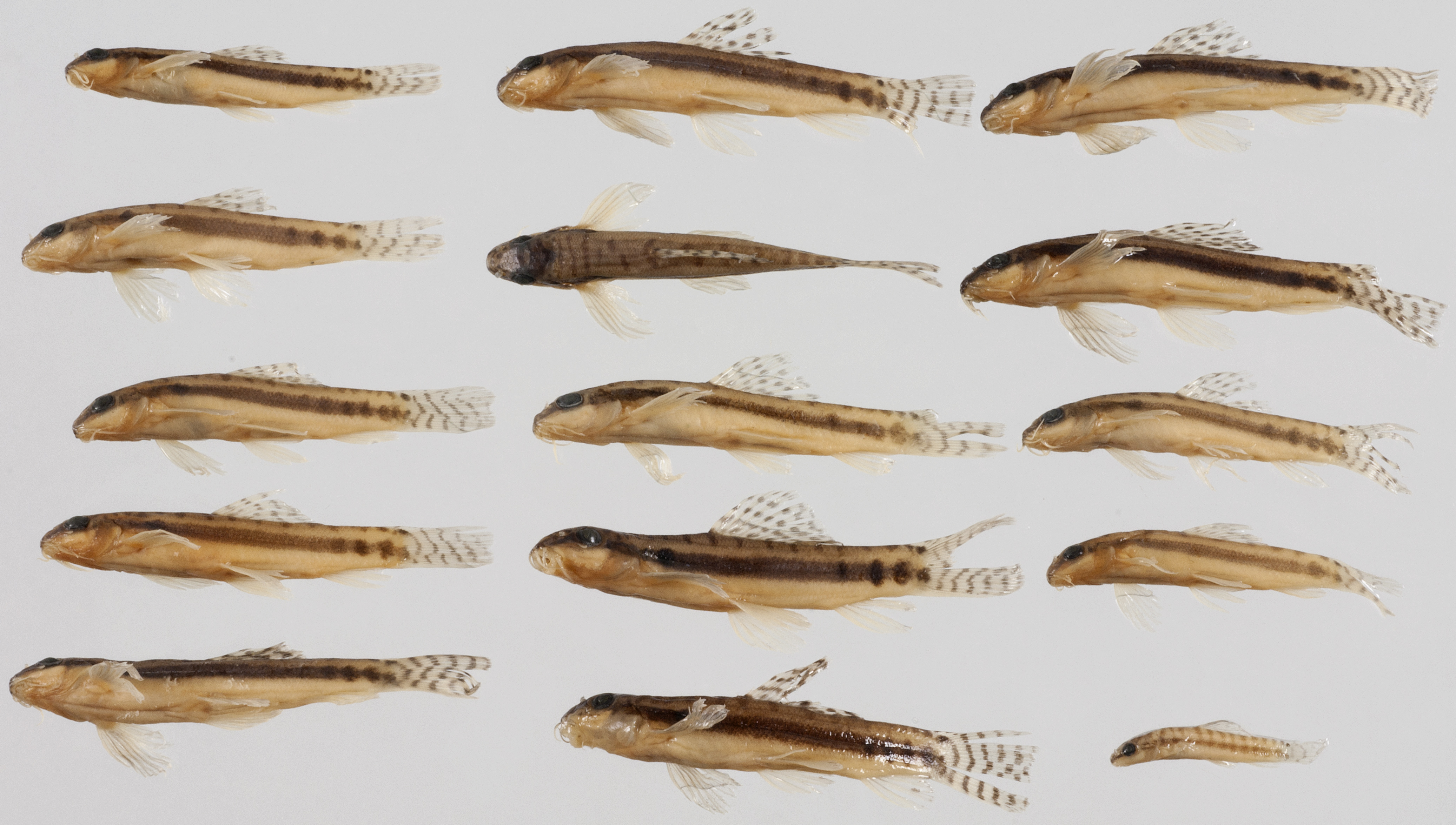Acanthocobitis zonalternans