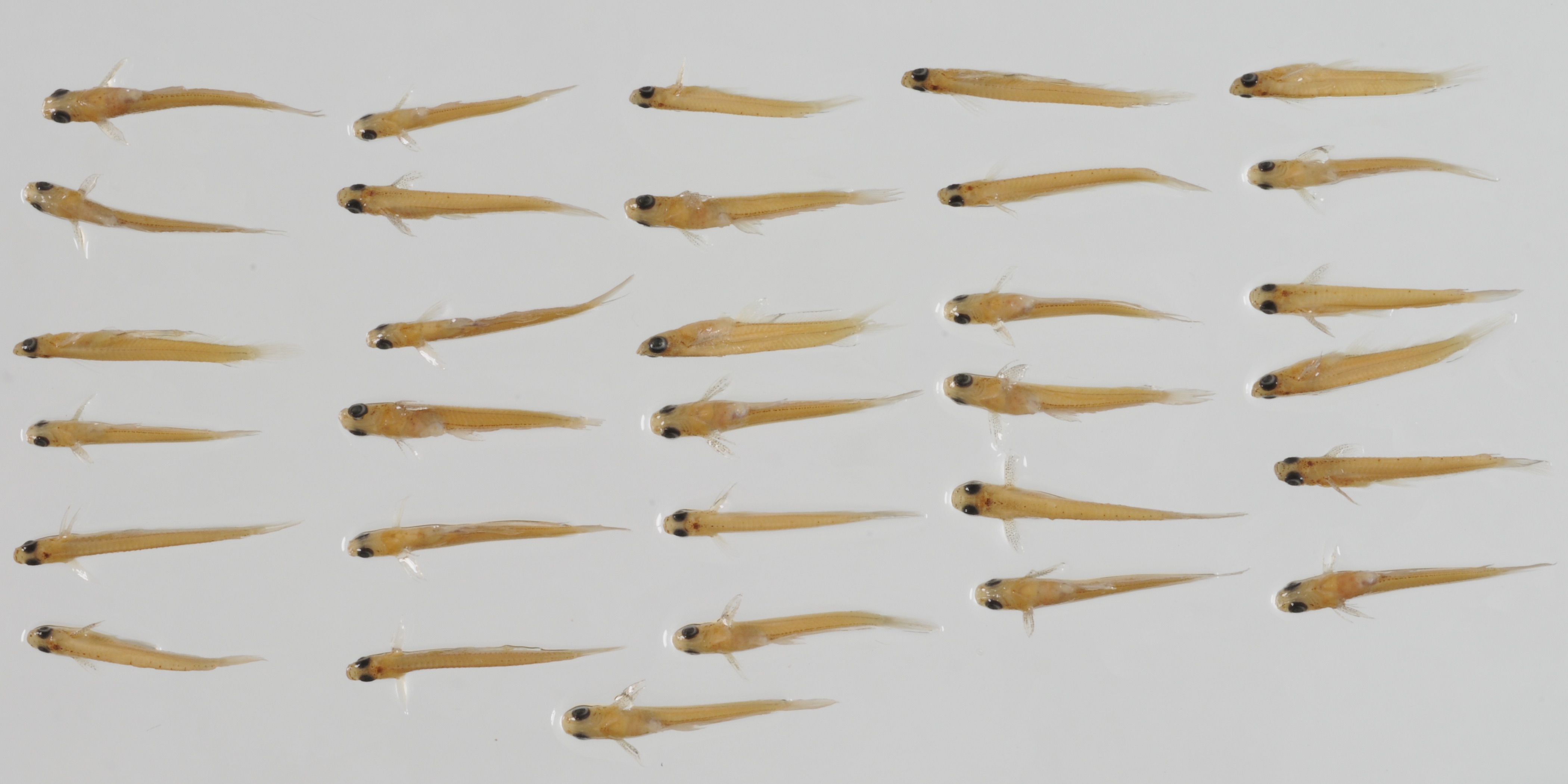 Indian glaskilli (Oryzias setnai) — Adrianichthyidae