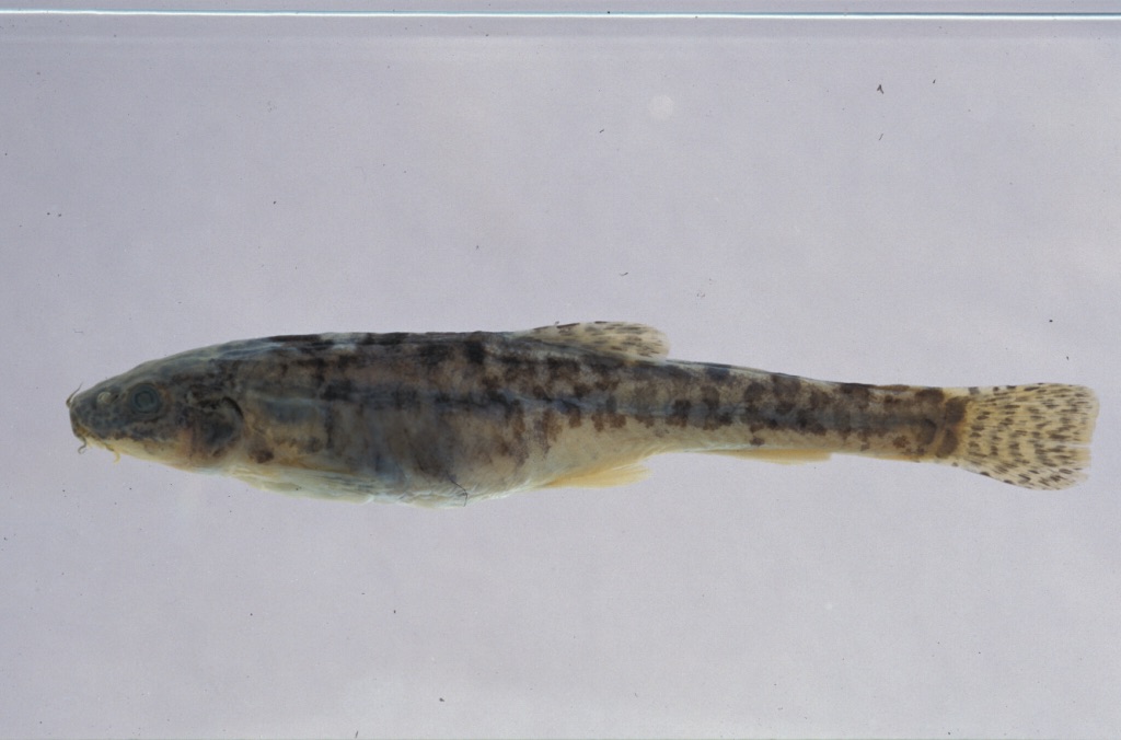 Triplophysa marmorata