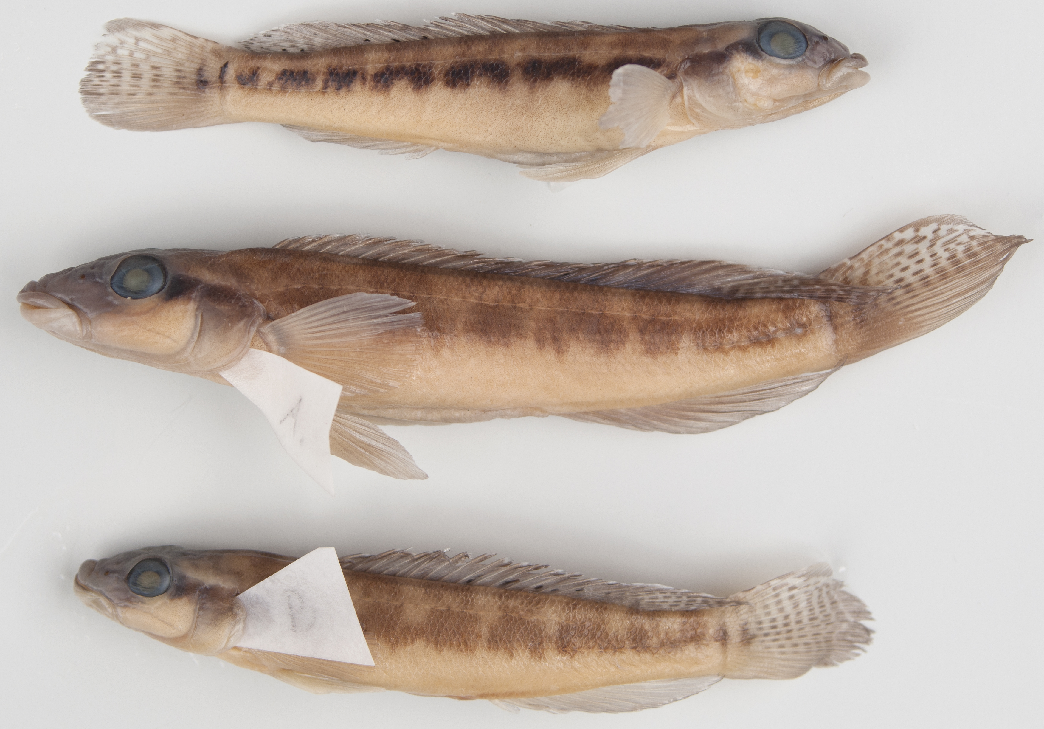 Teleocichla proselytus