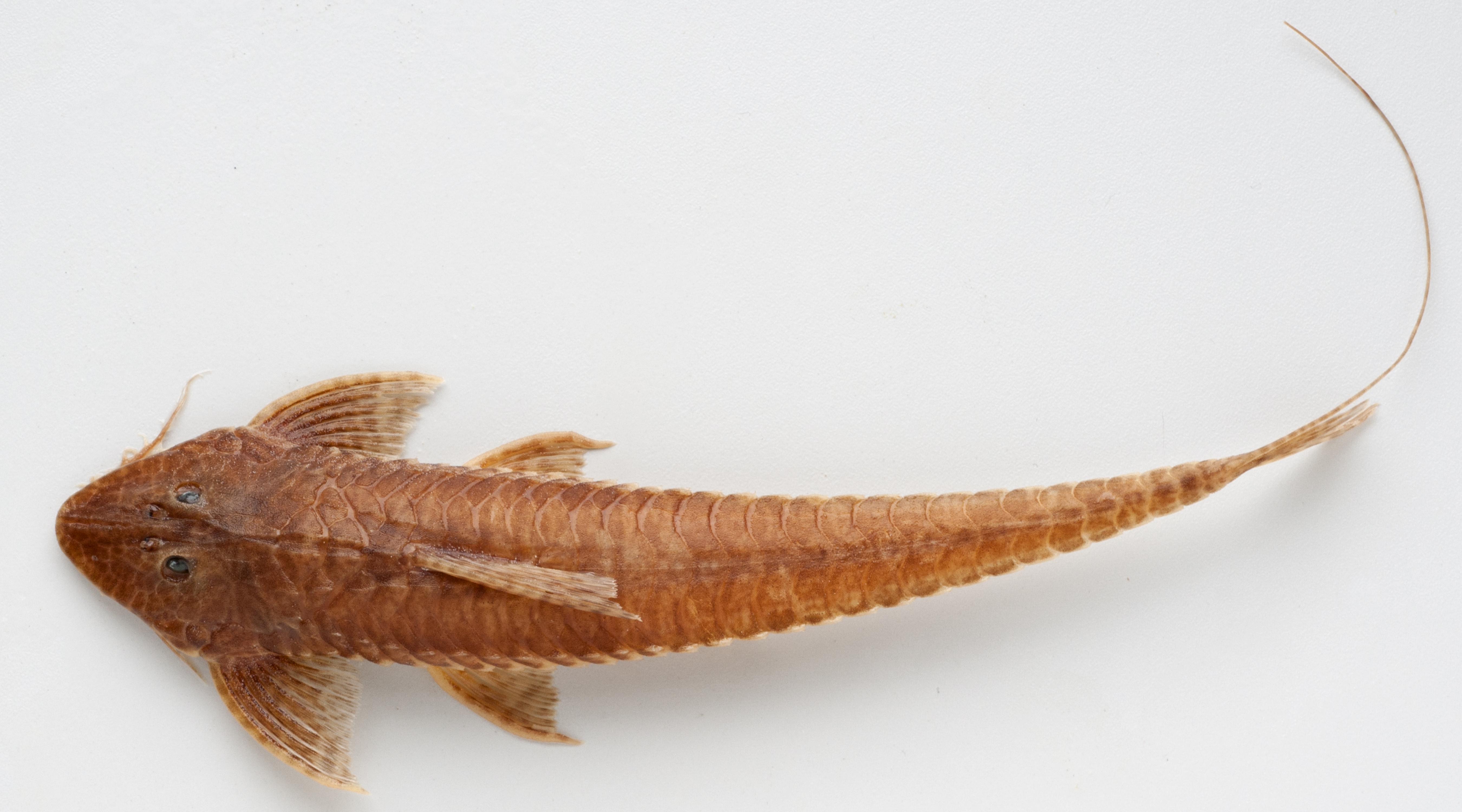 Crossoloricaria variegata — Loricariidae