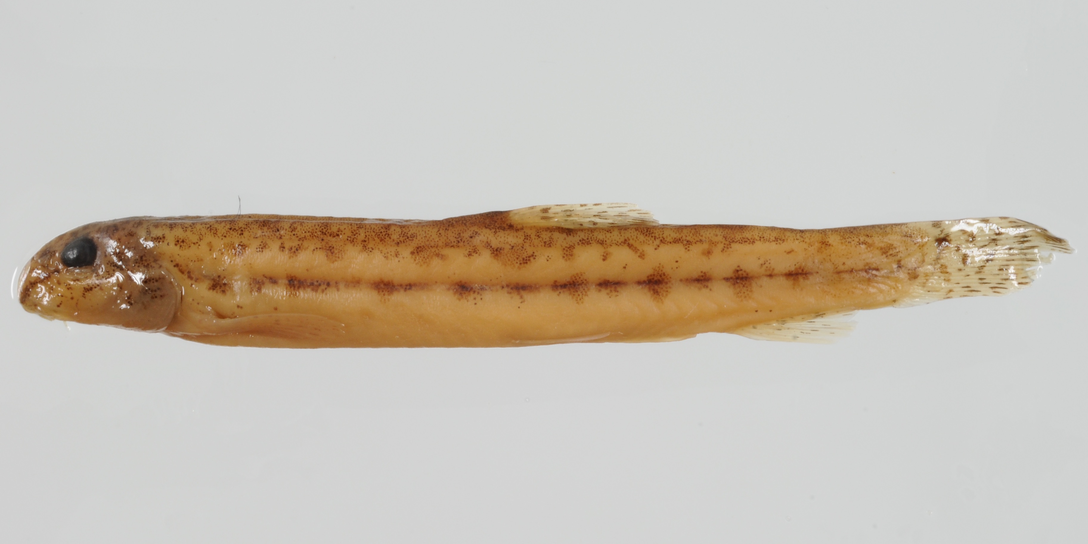Cobitis levantina thumbnail