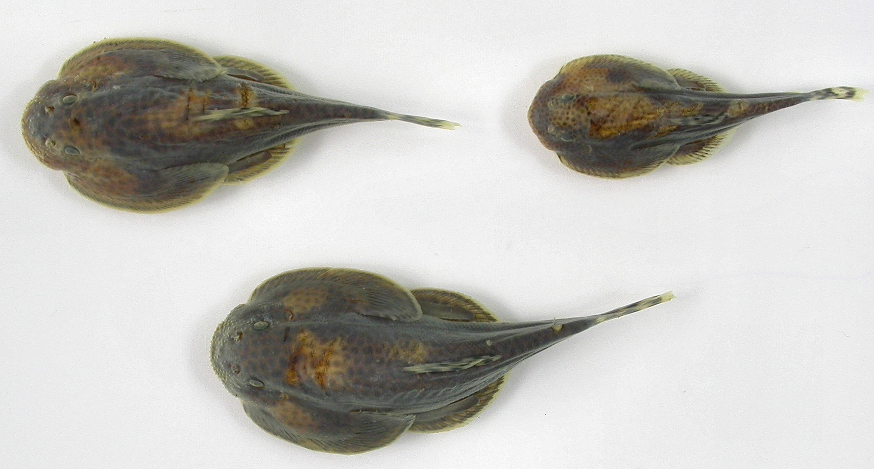Hong Kong pleco (Beaufortia leveretti) — Balitoridae