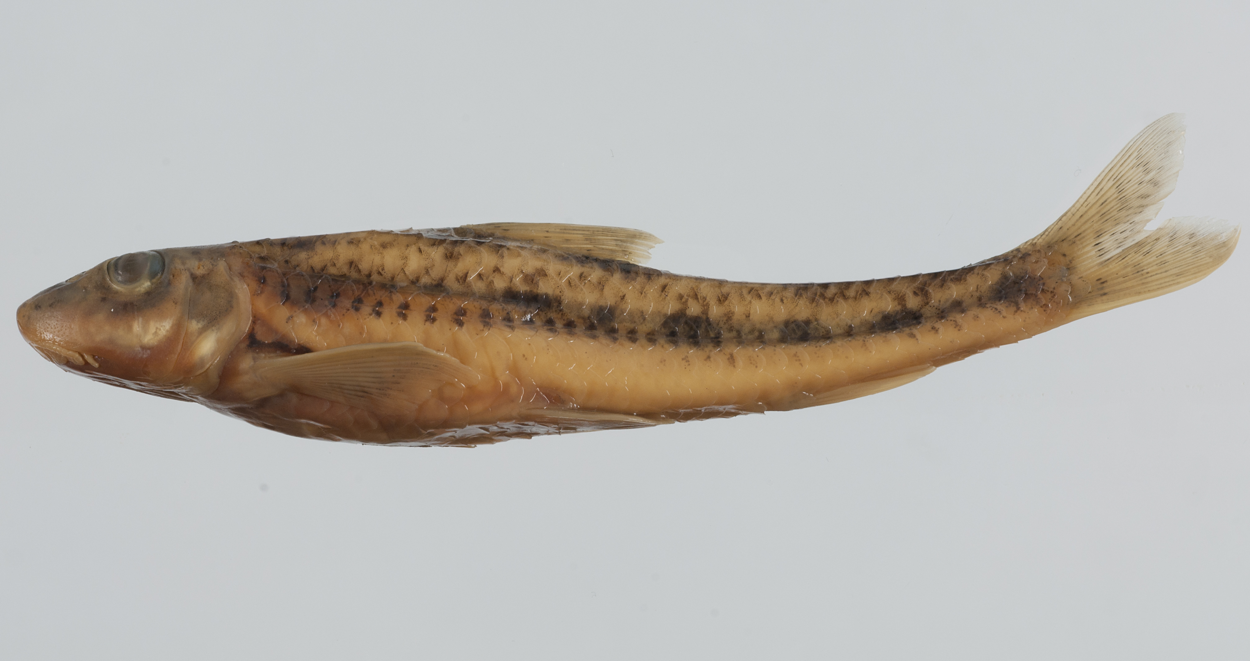 Microphysogobio labeoides — Cyprinidae