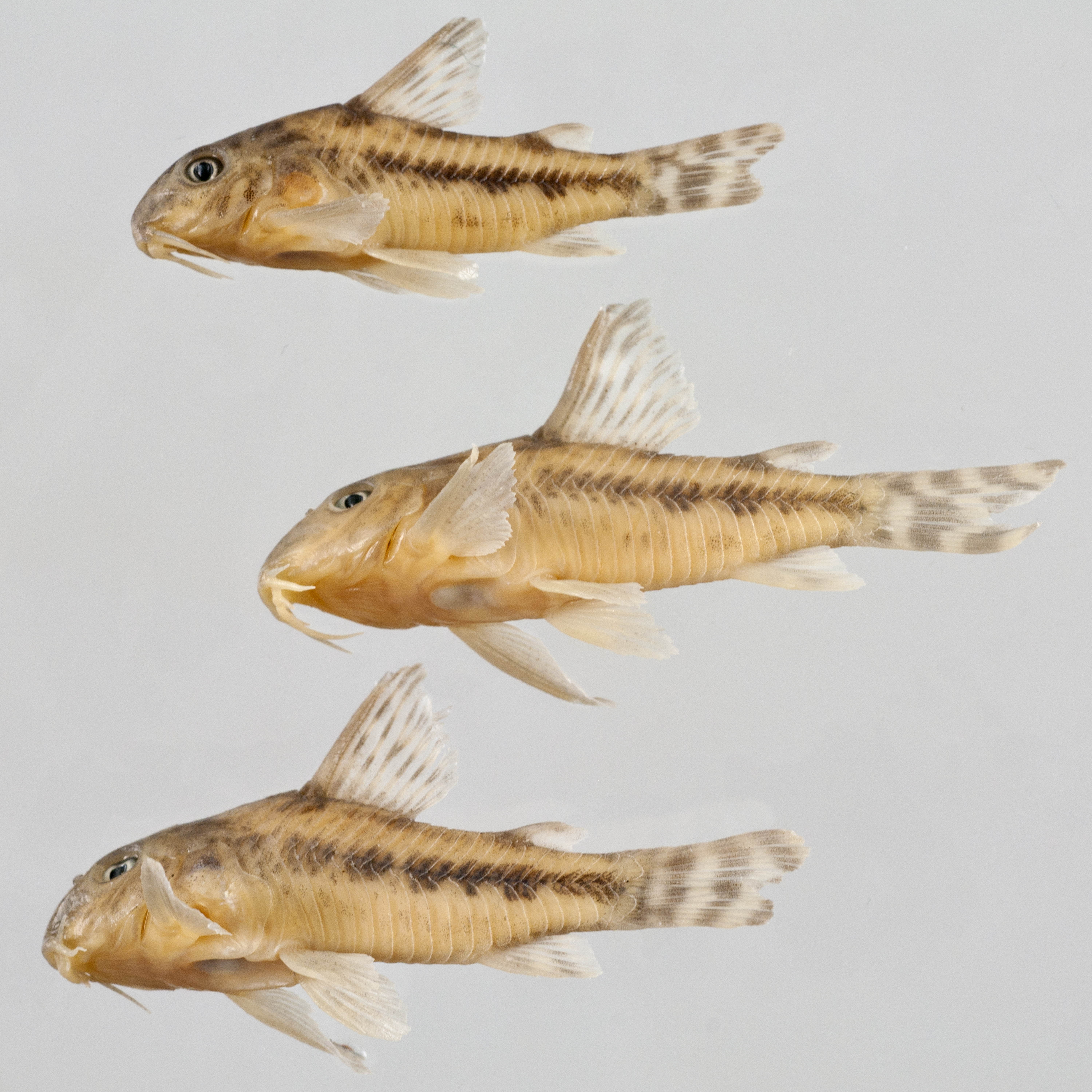 Corydoras diphyes