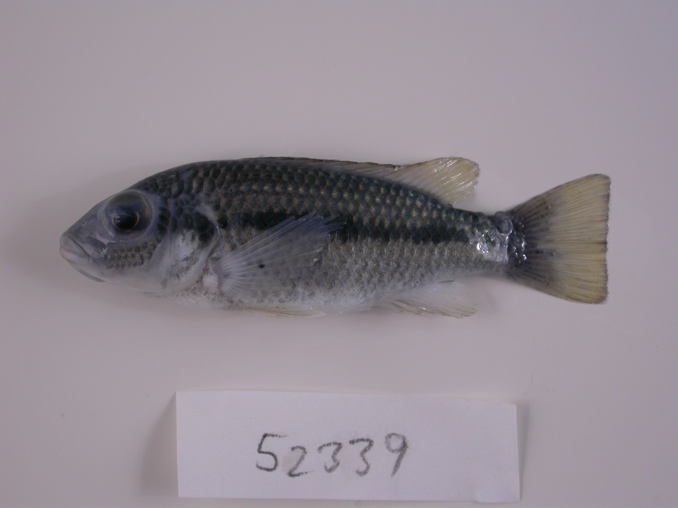Konye (Konia eisentrauti) — Cichlidae
