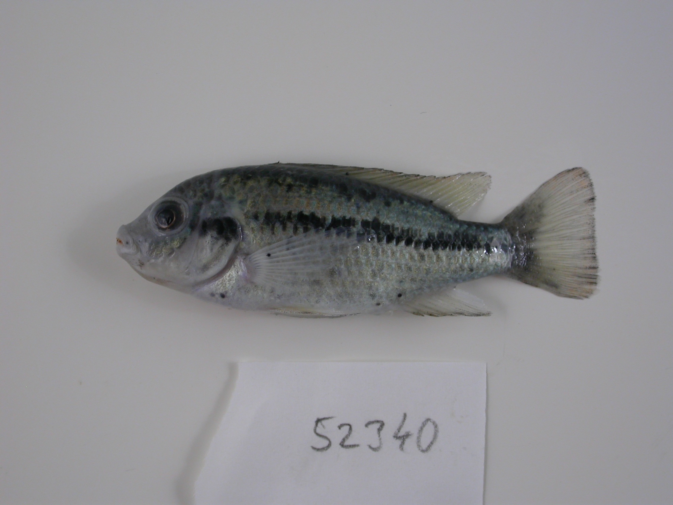 Pungu (Pungu maclareni) — Cichlidae