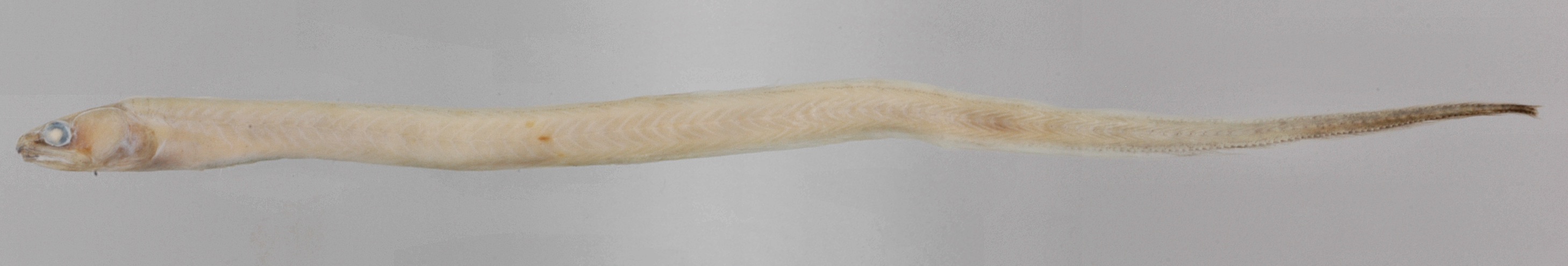Echiodon drummondii