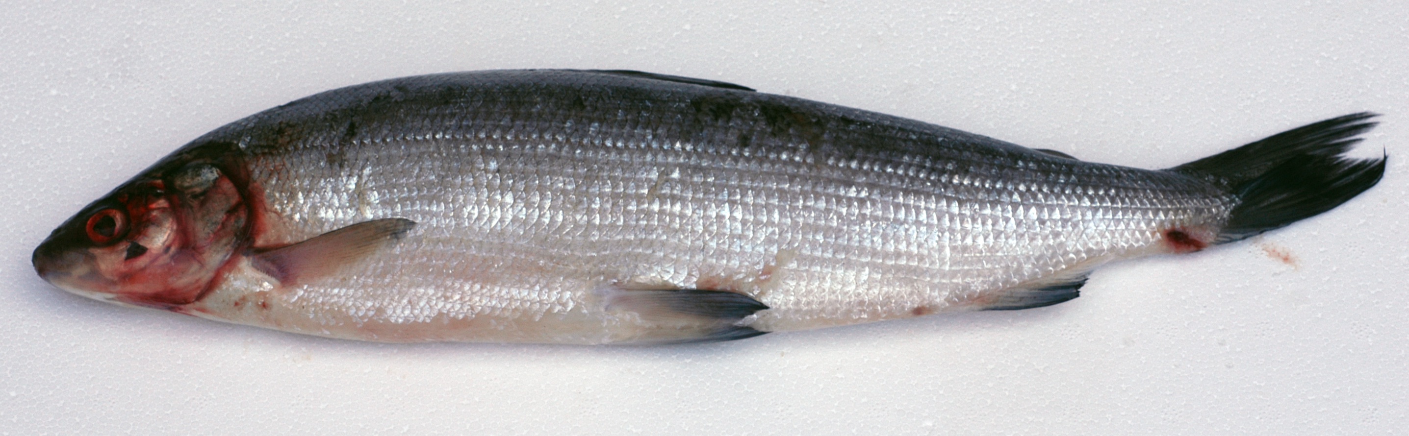 Coregonus maraena thumbnail