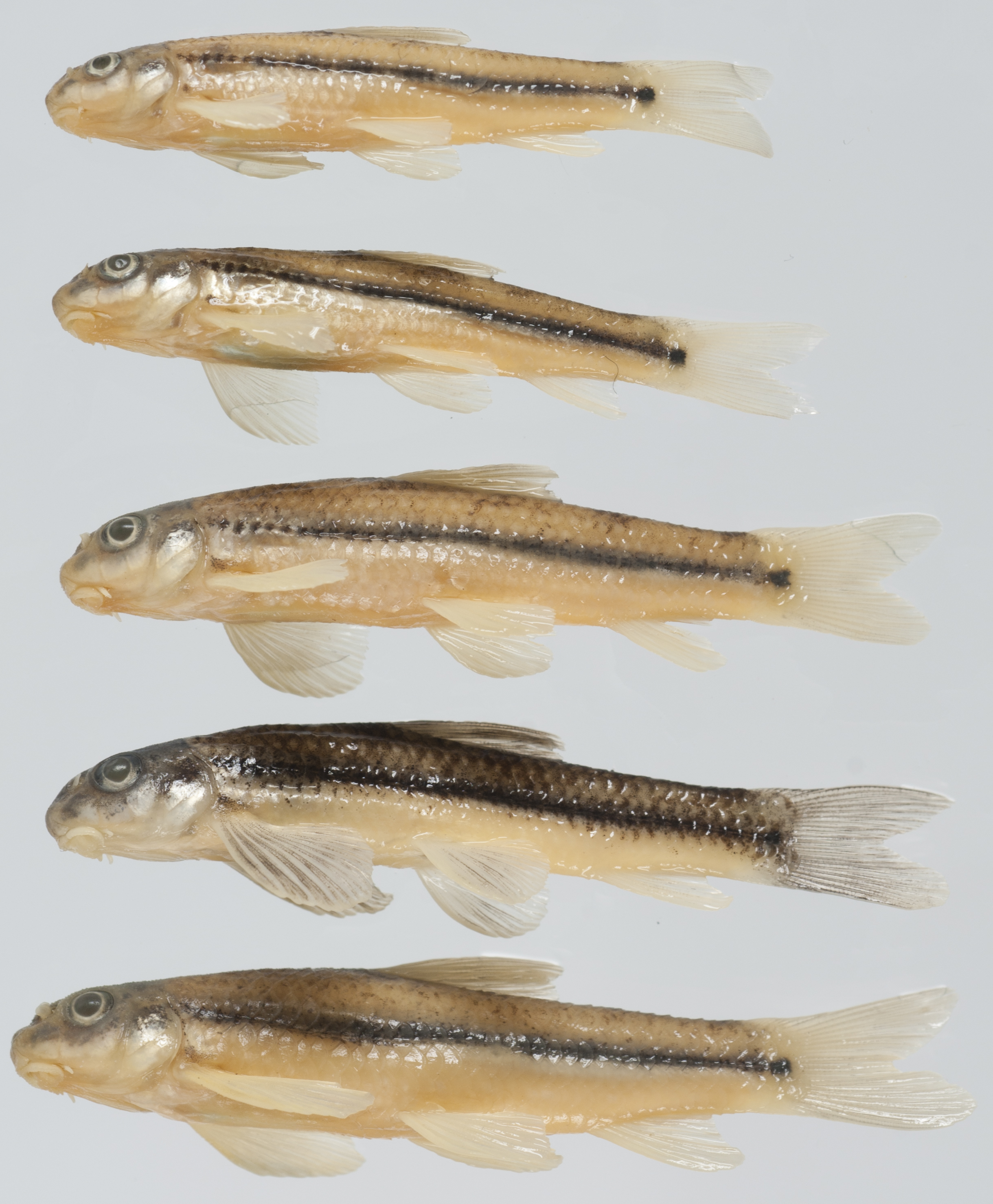 Microphysogobio alticorpus