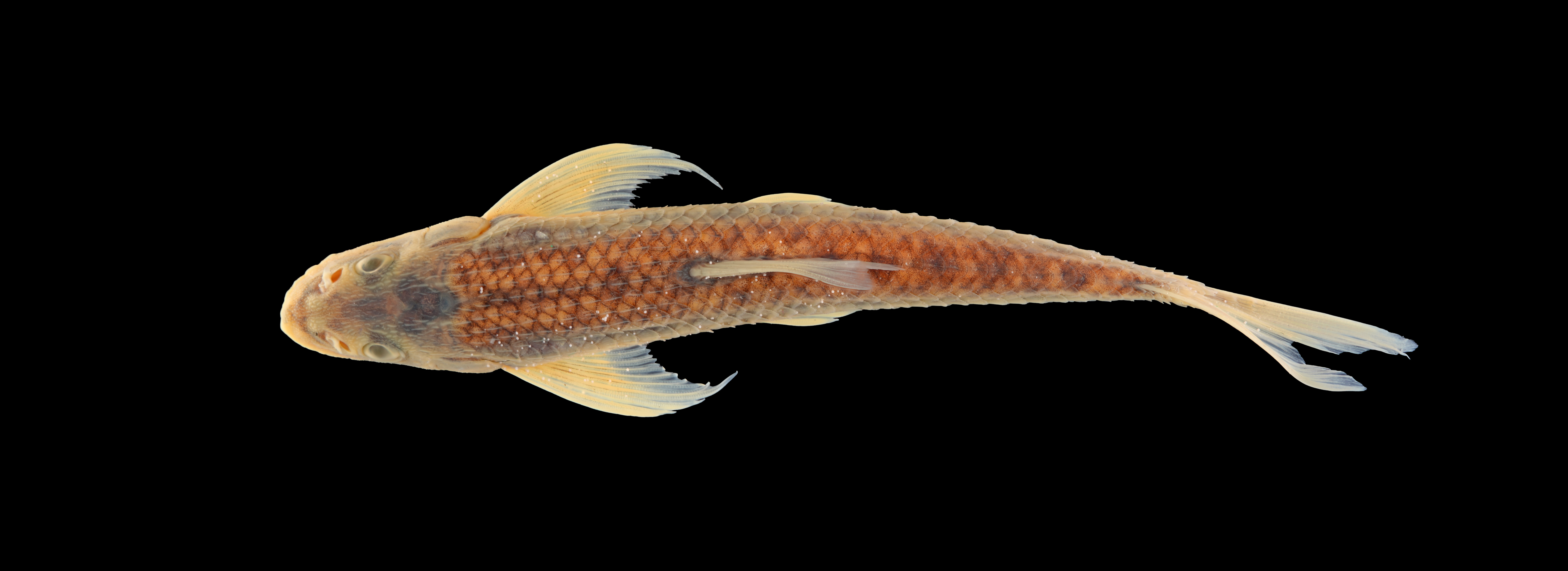 Gobiobotia cheni thumbnail