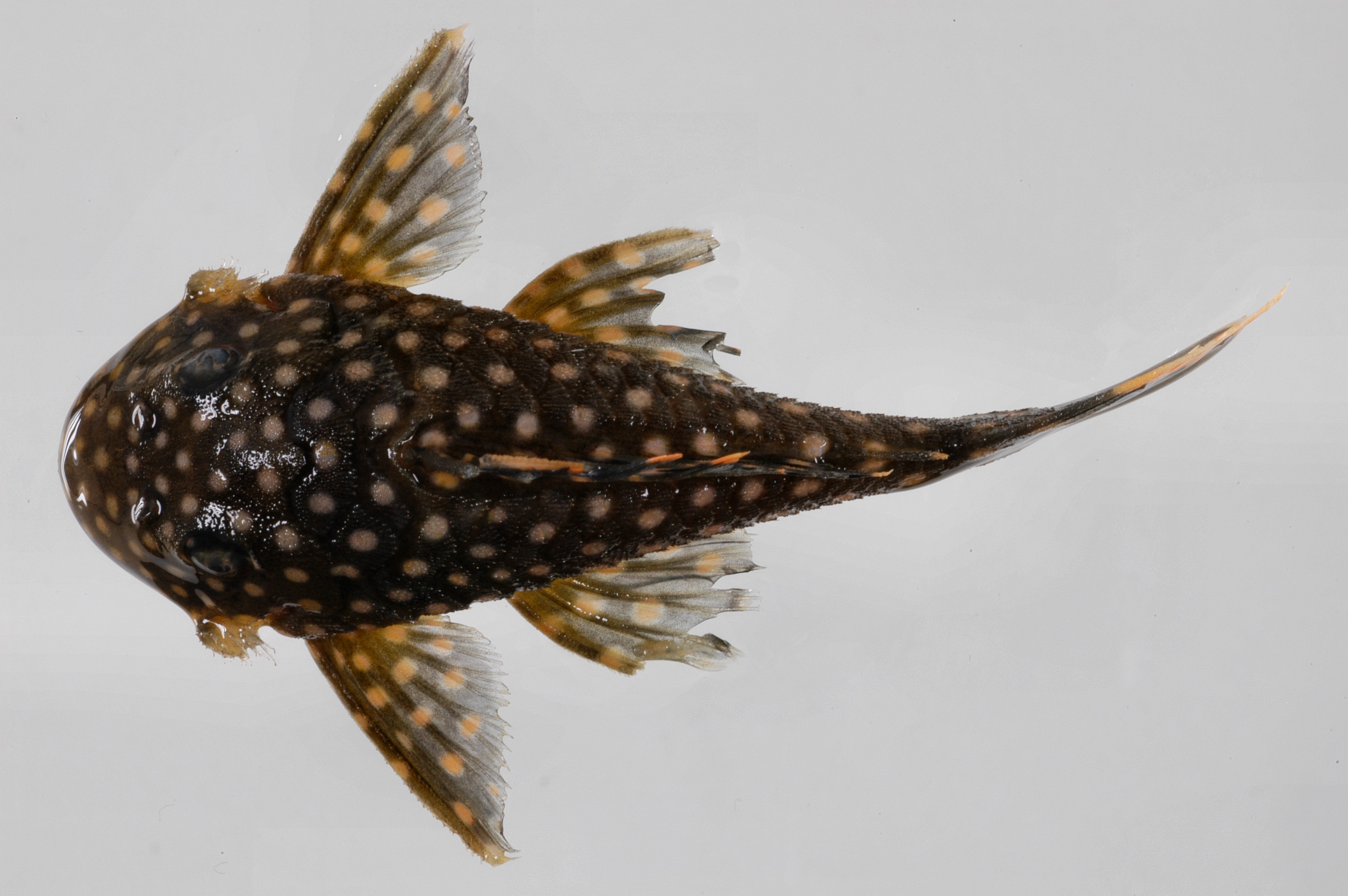 Baryancistrus thumbnail