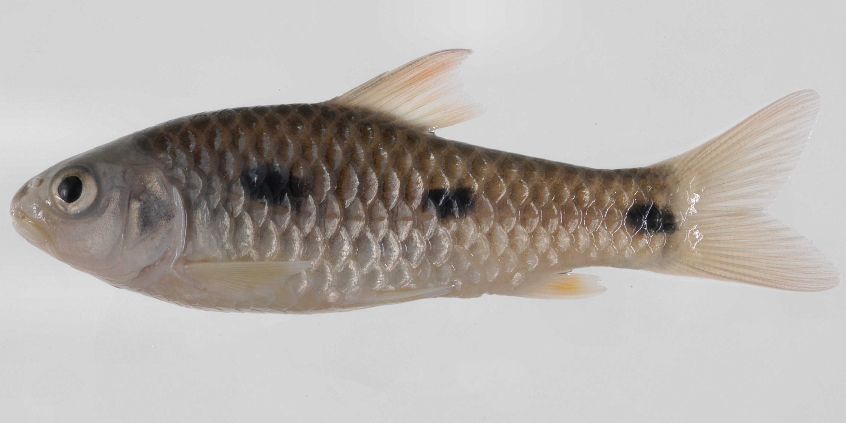 Barbus liberiensis thumbnail