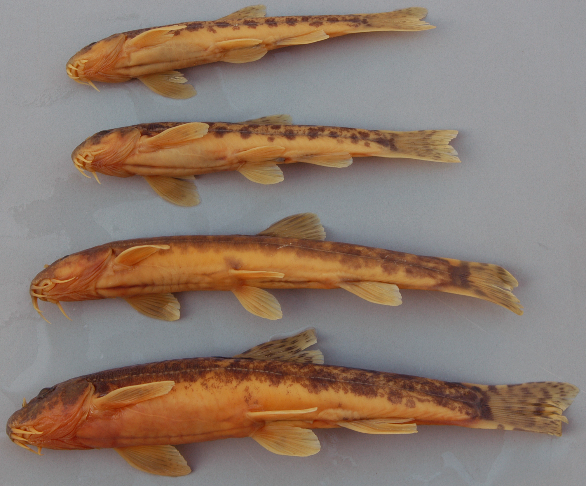 Triplophysa bleekeri