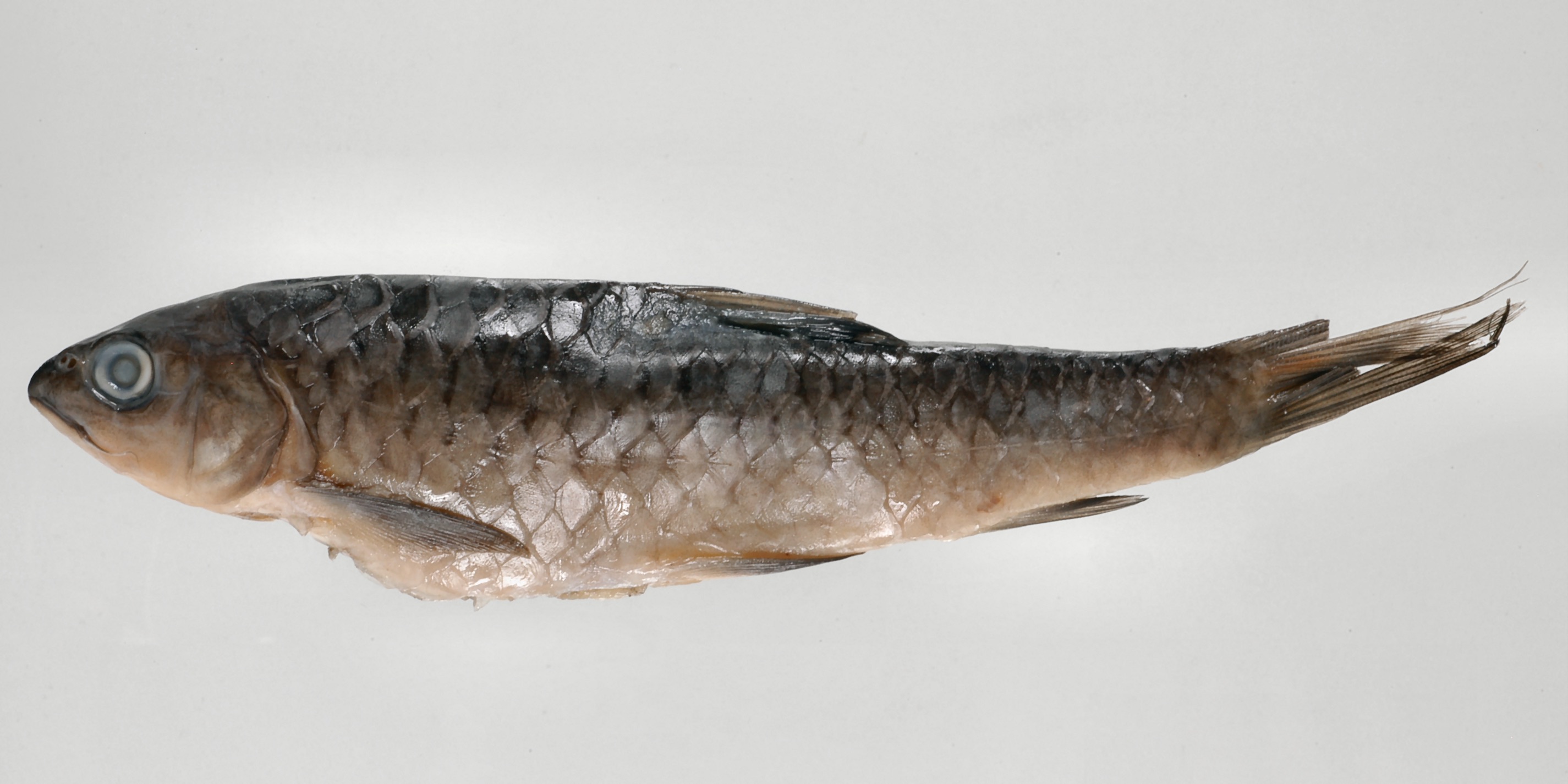 Neolissochilus compressus