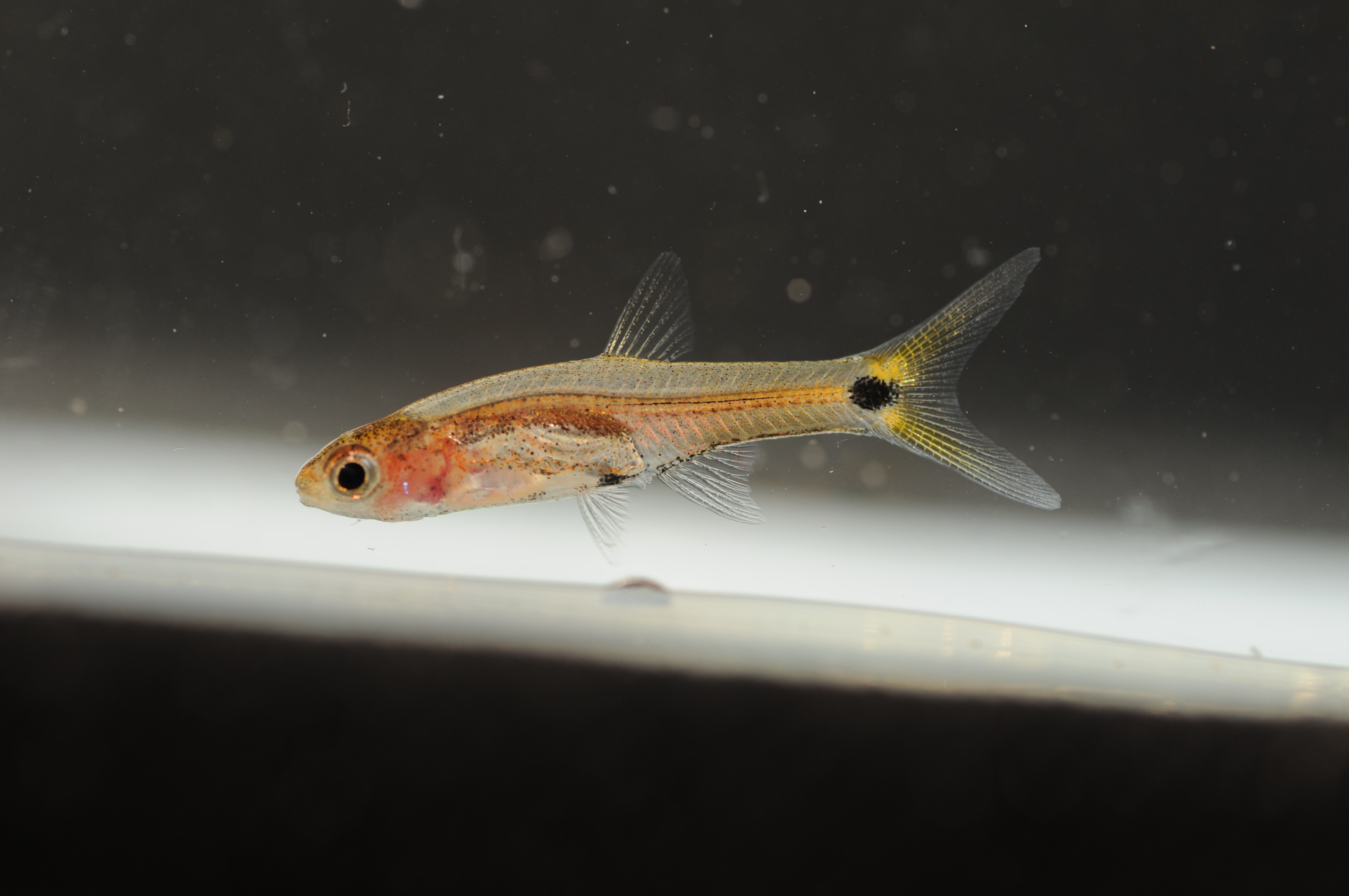 Dwarf barb (Barboides gracilis) — Cyprinidae