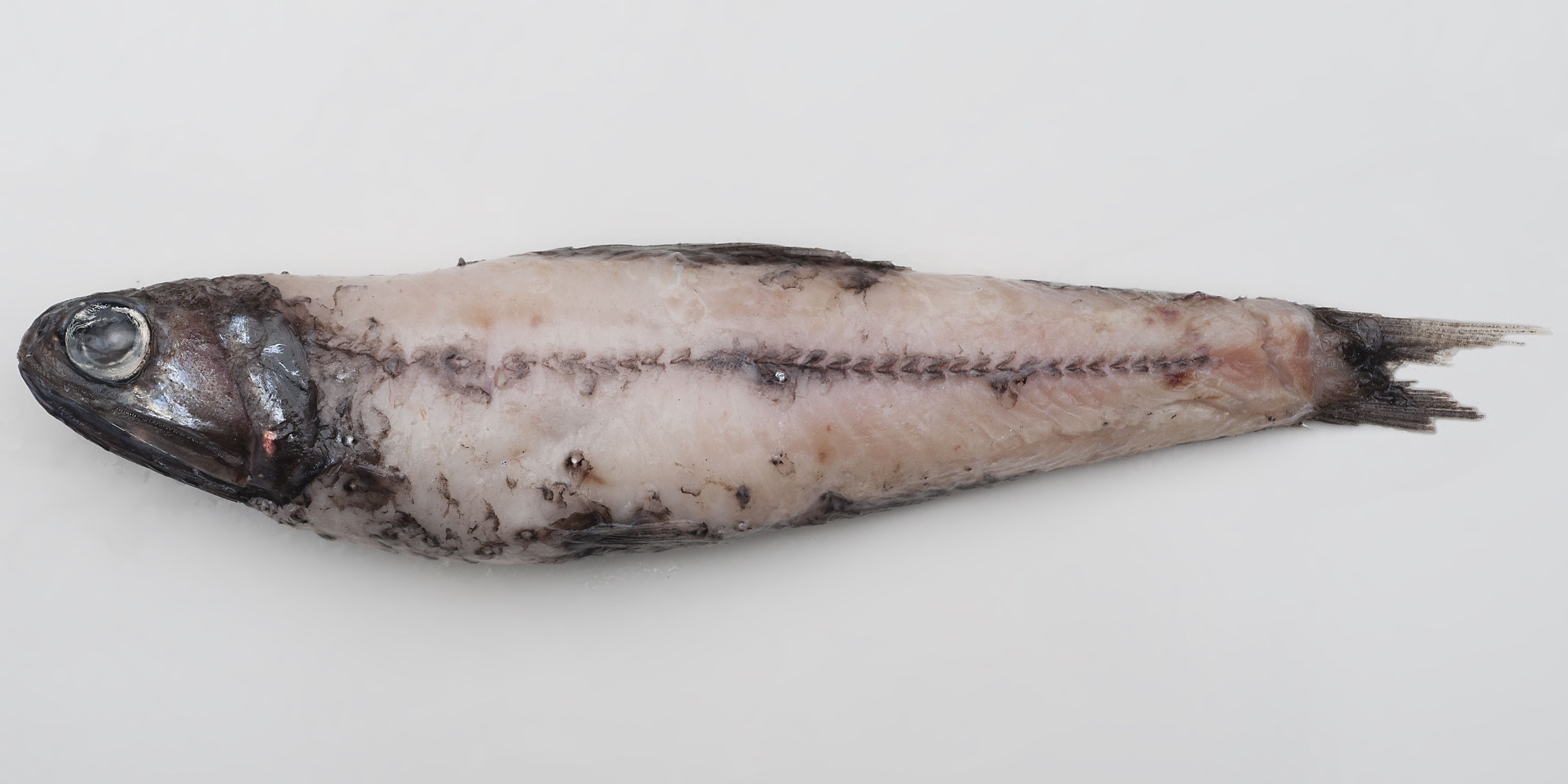 Notoscopelus kroyeri thumbnail