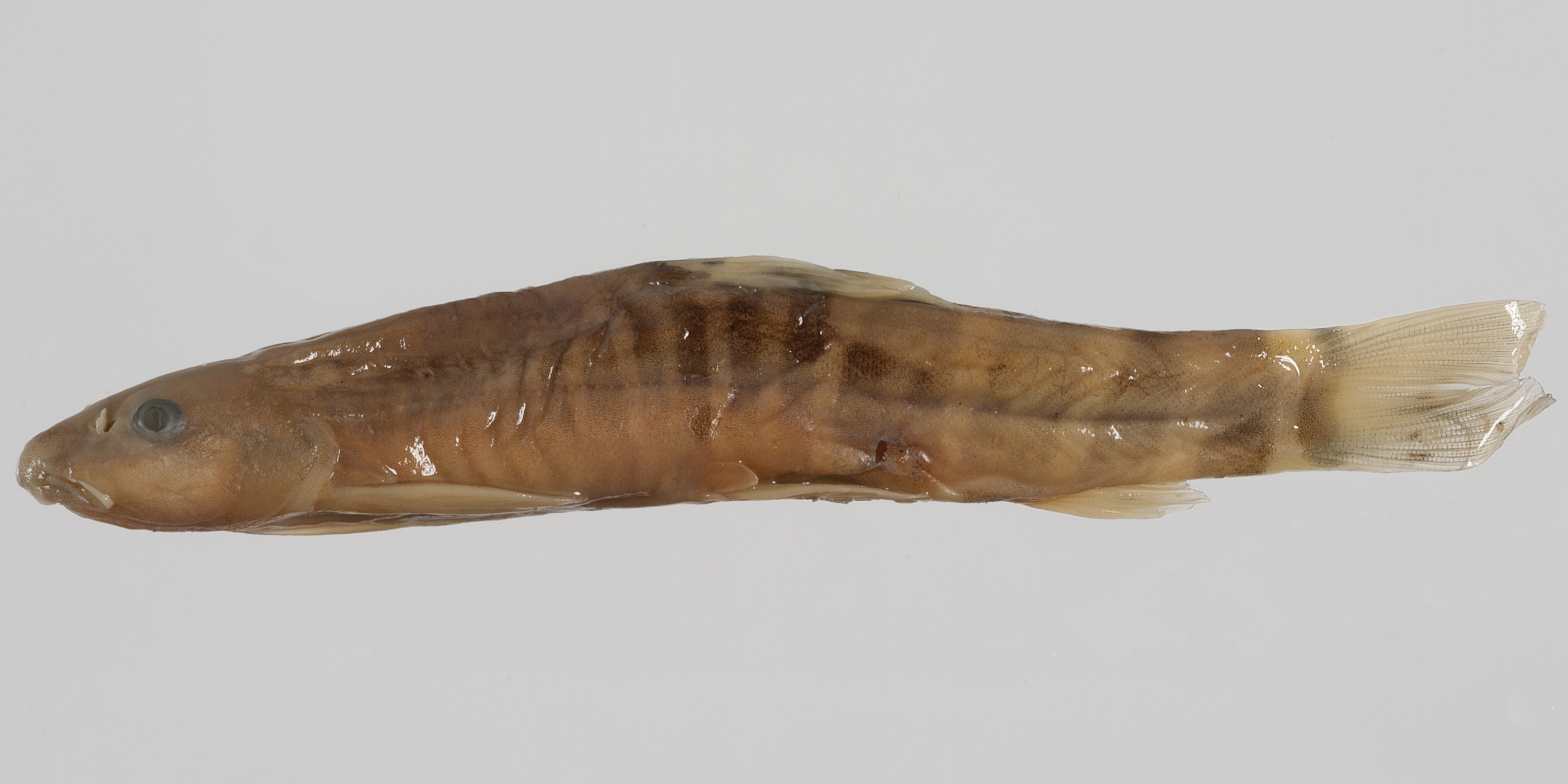 Schistura sikmaiensis thumbnail