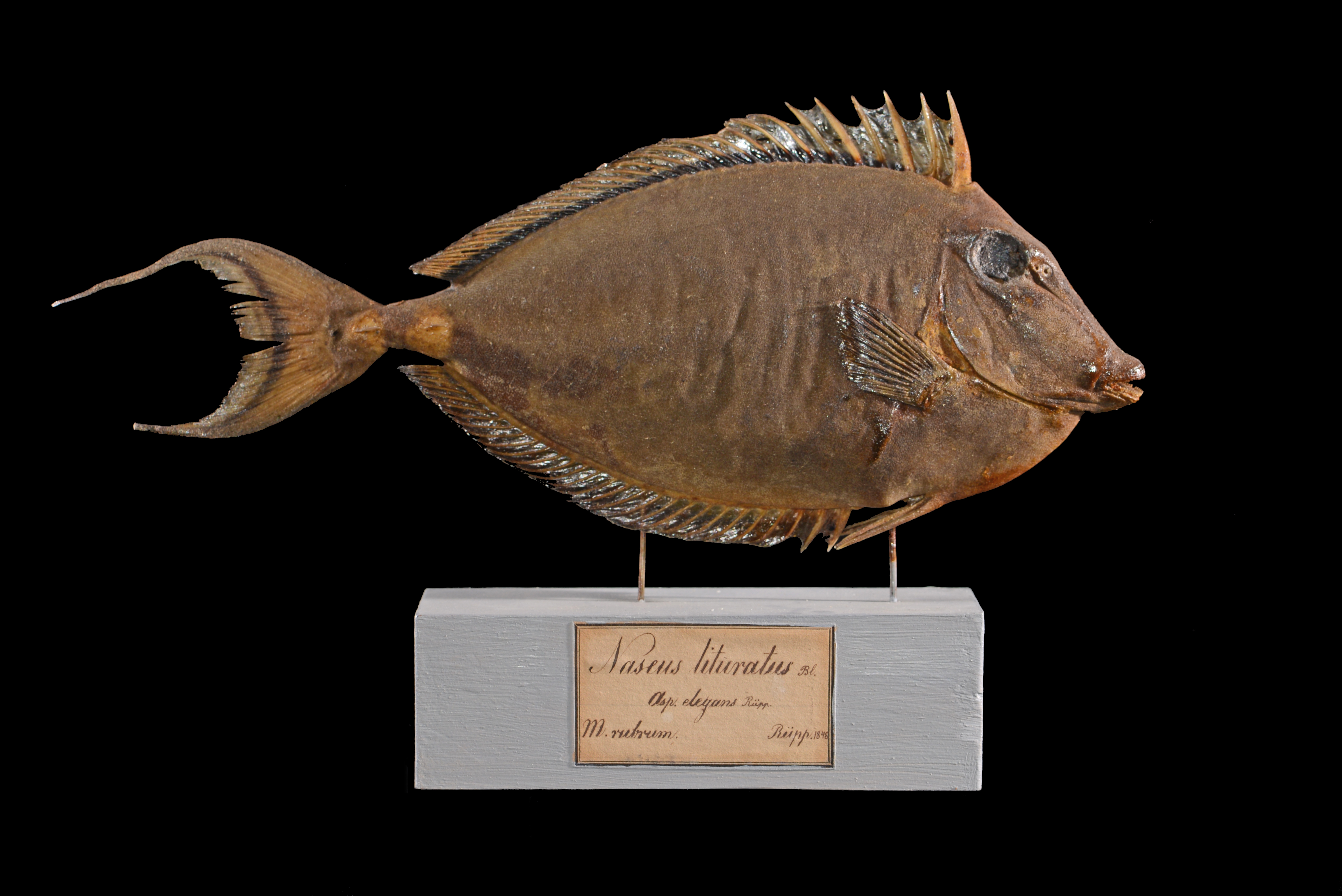 Naso elegans