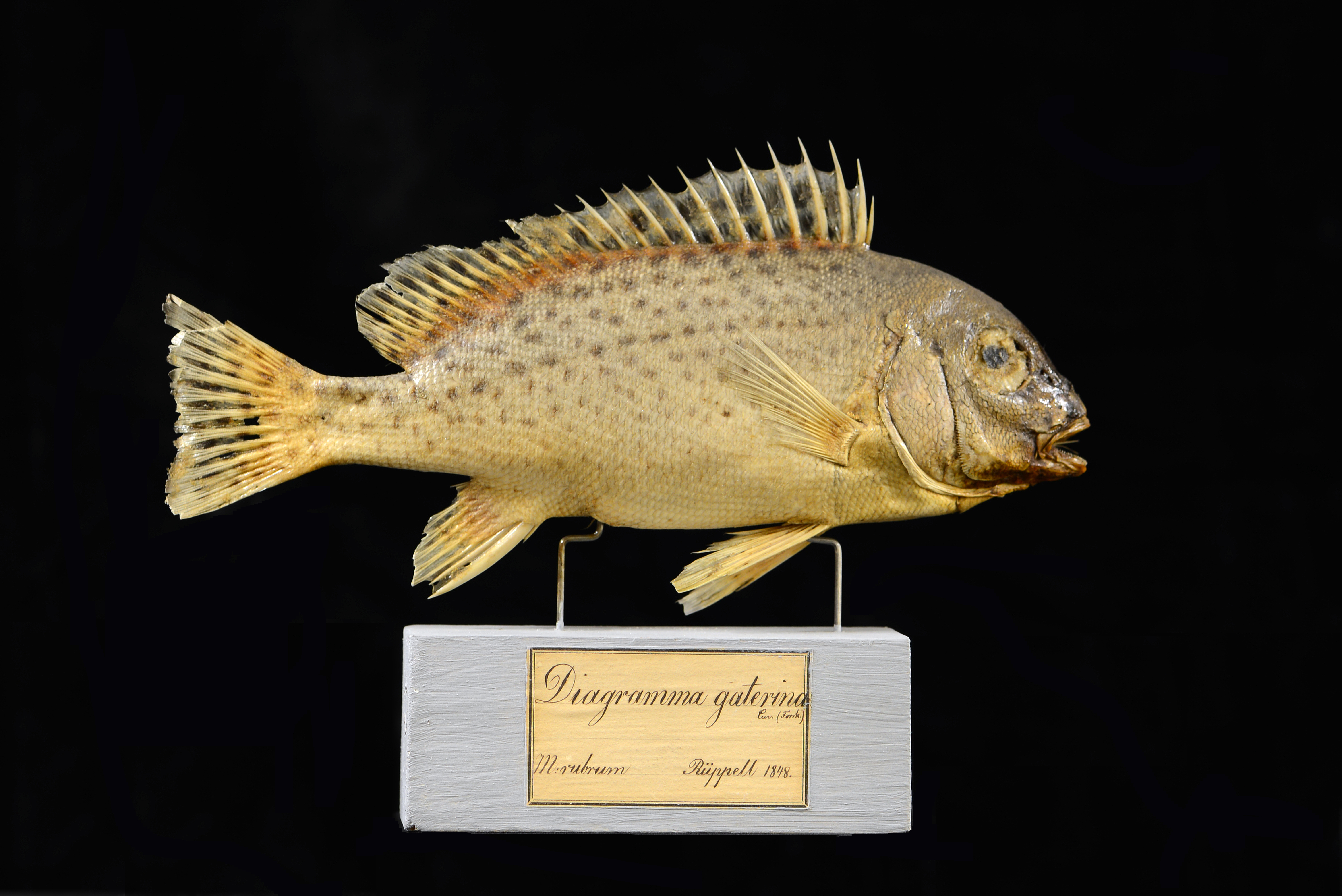 Plectorhinchus gaterinus thumbnail