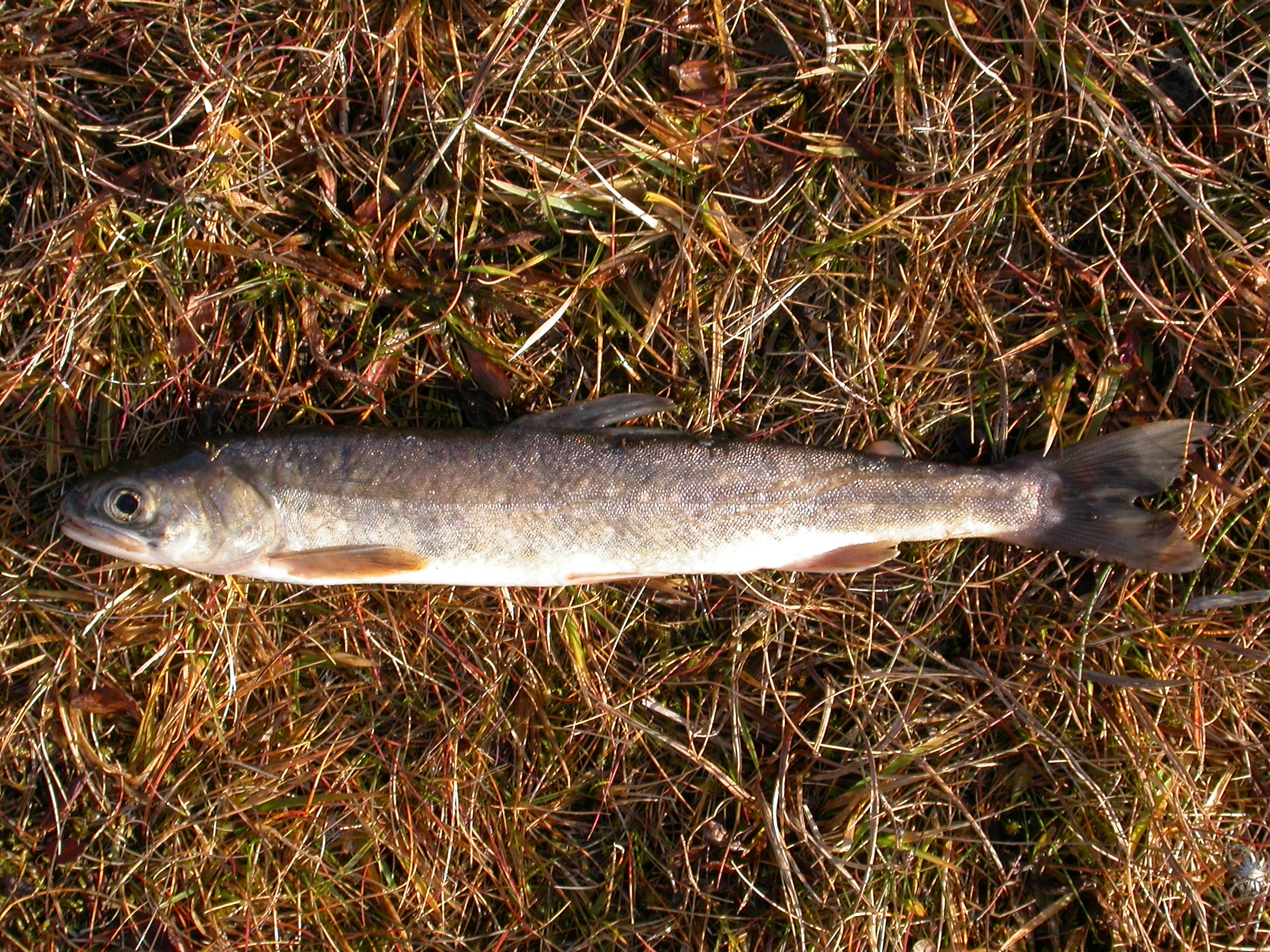 Salvelinus murta