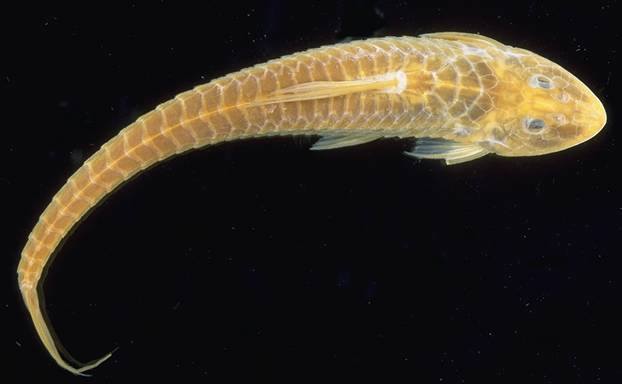 Catfish (Loricariichthys maculatus) — Loricariidae